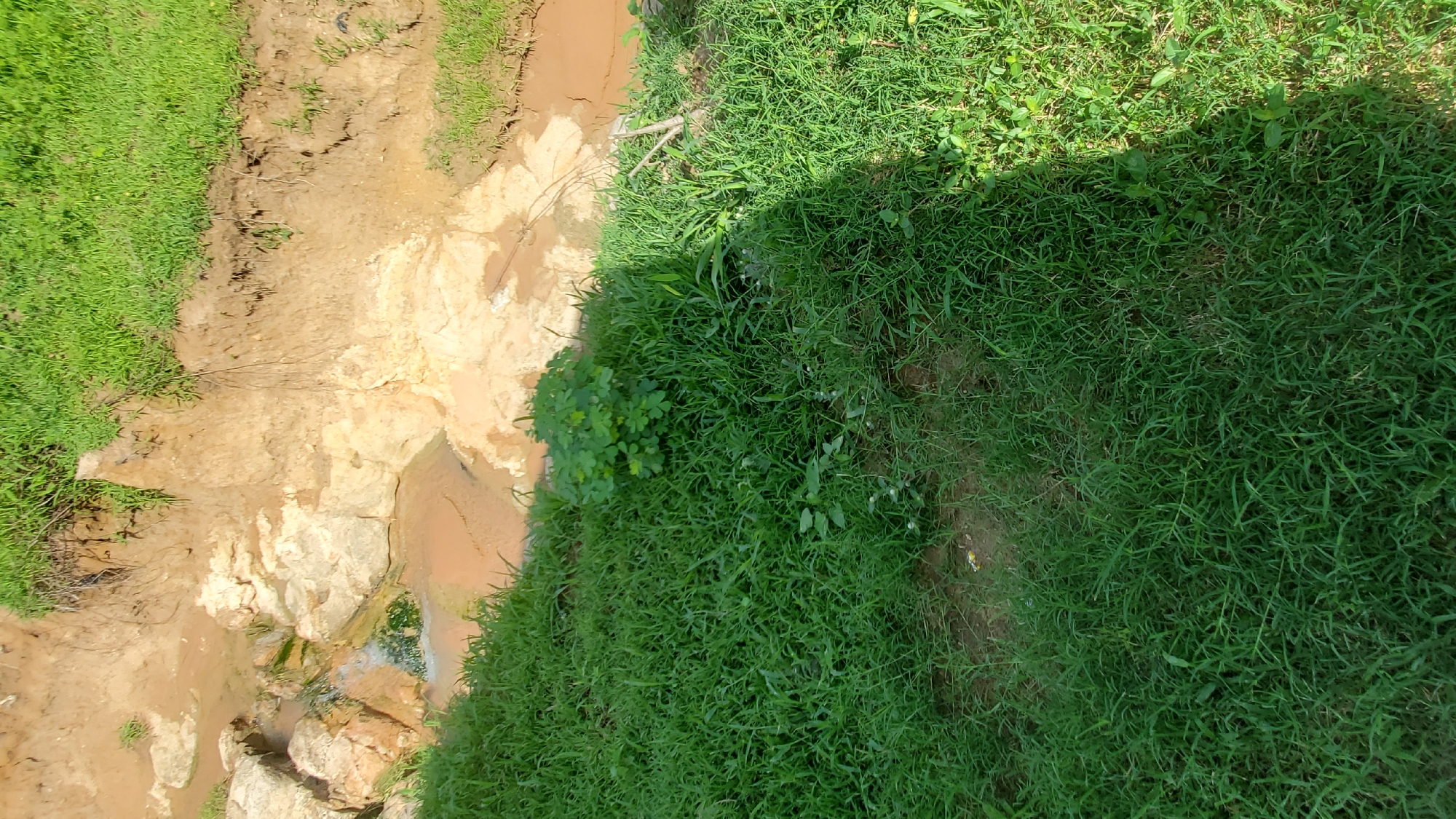 The image depicts a scene in Jalingo, Nigeria, showing a small, muddy stream flowing through a gully with eroded, sandy banks. Lush green grass borders the stream on both sides, and a cluster of green plants grows on the left bank. The water appears murky and brown, indicating it may be carrying sediment. The sunlight casts a shadow on the right side of the image, suggesting a bright, sunny day. The environment is natural, with no man-made structures or human activity visible. The overall impression is one of a natural landscape within or near Jalingo.