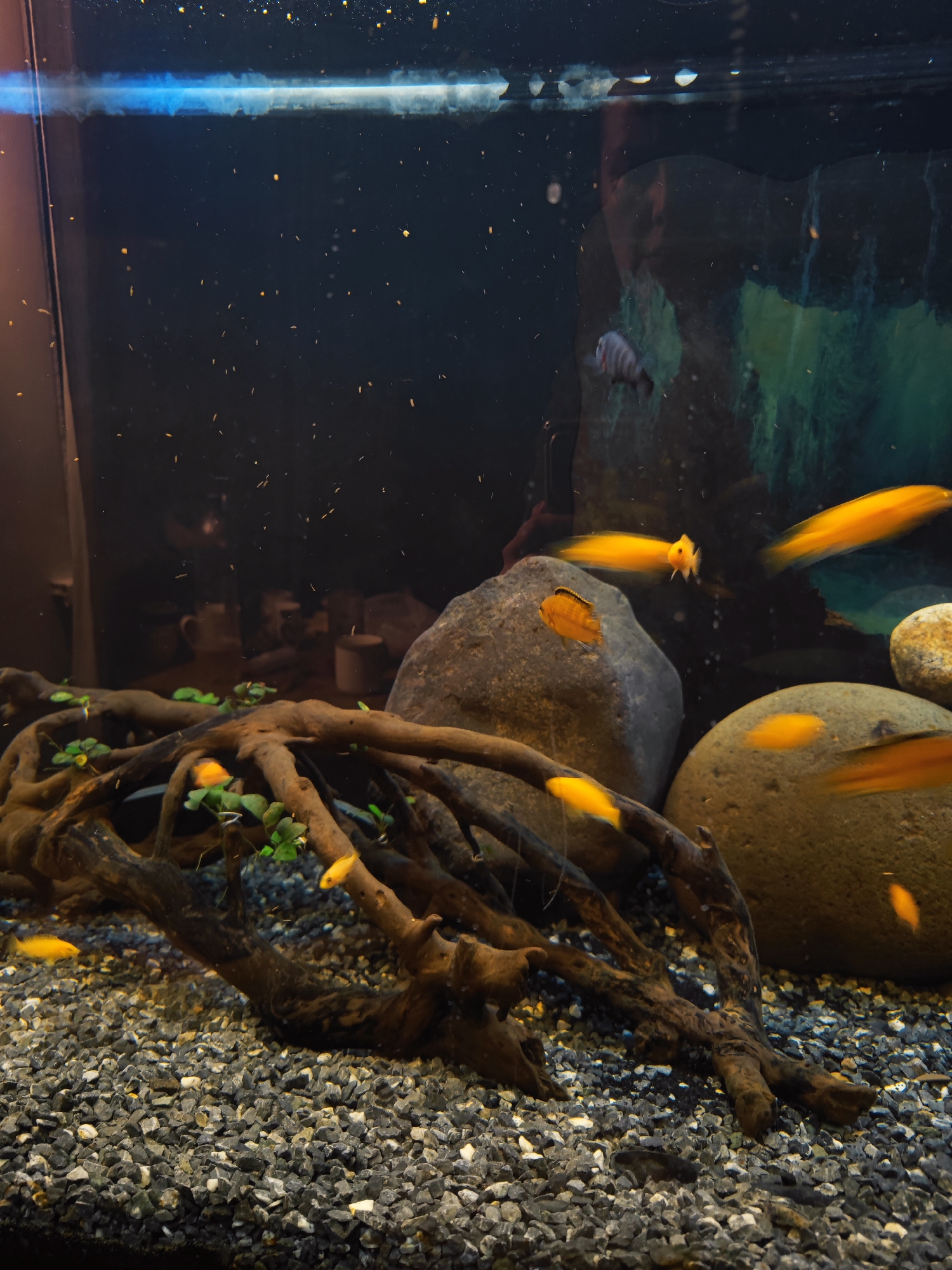 The image depicts an indoor aquarium. The substrate is composed of dark gray and white gravel. A gnarled piece of driftwood sits in the foreground, adorned with small green plants. Several smooth, gray-brown rocks are arranged behind the driftwood. Several fish with bright yellow bodies swim within the tank. Fine particulate matter is visible in the water column. A blurry reflection is visible in the background. A light source is visible at the top of the aquarium. There is no indication of the image being taken in Sennoy, Russia.