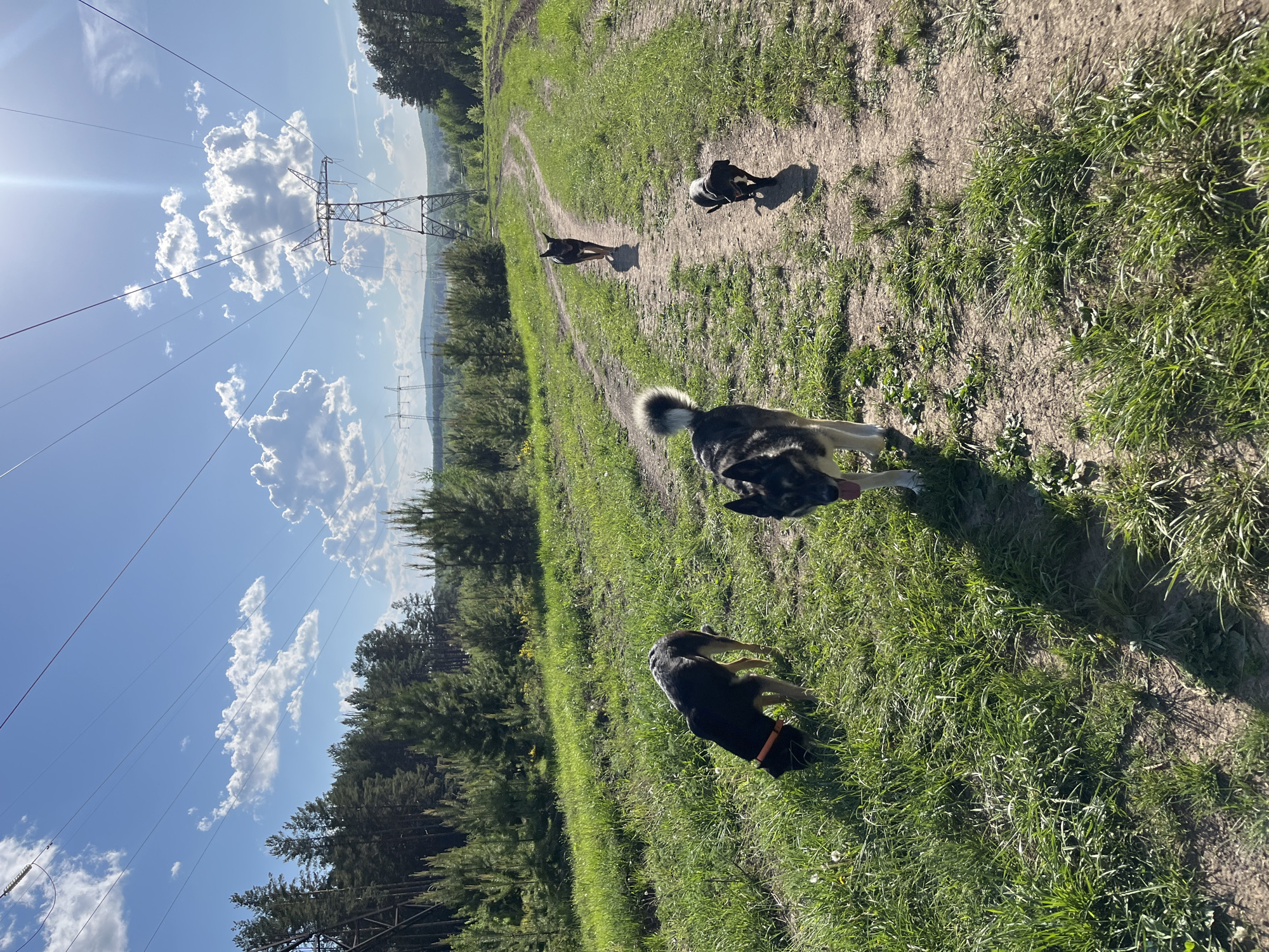 The image shows a grassy trail in a rural or park-like setting. There are four dogs of various sizes and breeds running along the trail. In the background, power lines and towers are visible, suggesting a location on the outskirts of a city or in a semi-rural area. The sky is blue with scattered clouds. The image is taken during daylight hours, and the sun is shining. The location is Nizhny Tagil, Russia.