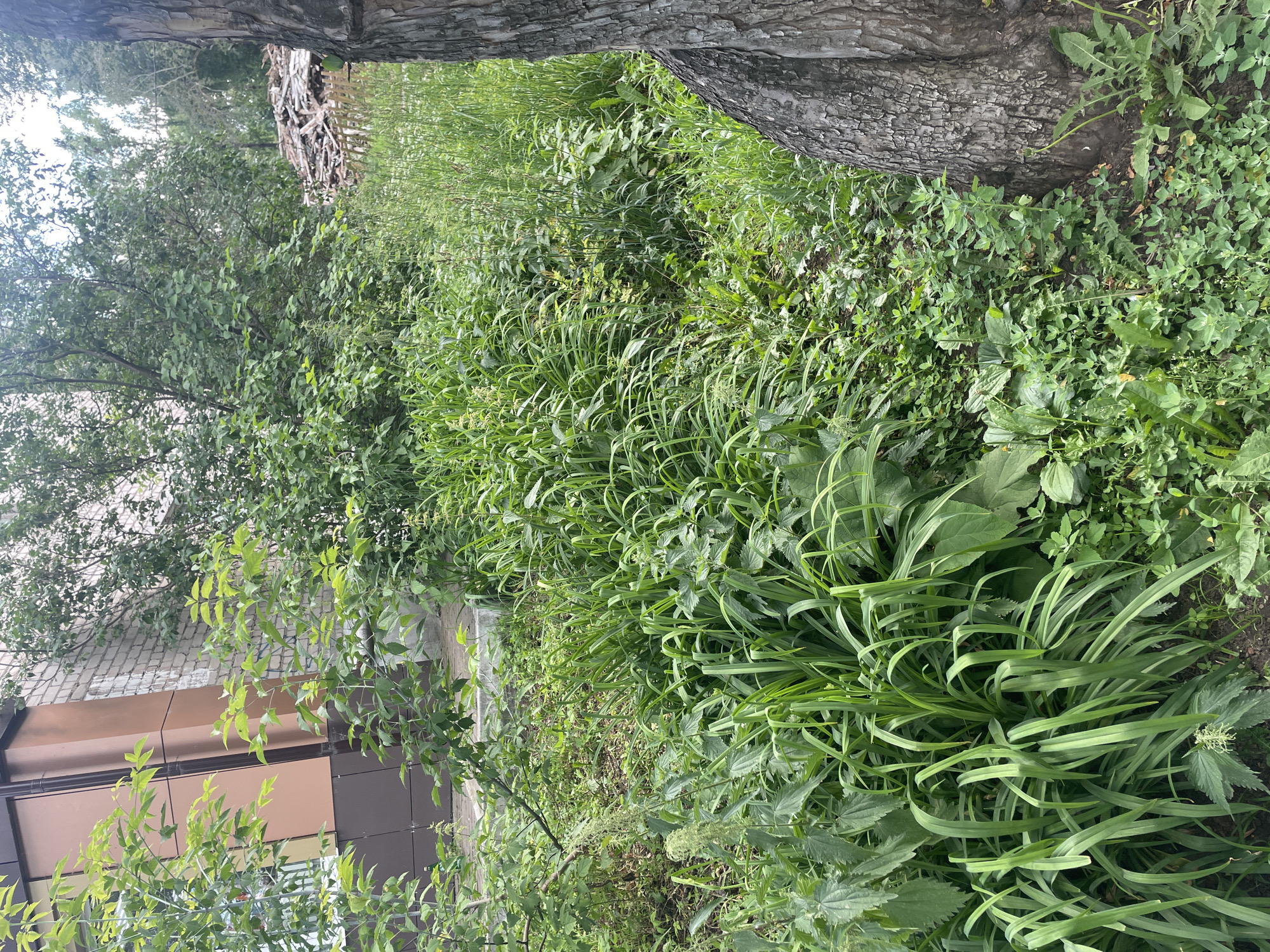 The image depicts an overgrown area adjacent to a building in Chaikovsky, Russia. A multi-story building with brick and brown paneling is visible on the left, with greenery encroaching upon its base. The foreground is dominated by a dense thicket of various weeds and tall grasses, including nettles and what appear to be daylily leaves, creating an unkempt appearance. To the right, the rough bark of a mature tree trunk is prominent. In the background, beyond the foliage, a pile of discarded wooden debris is visible, possibly indicating ongoing construction or renovation work. The overall scene suggests an untended corner of an urban environment.
