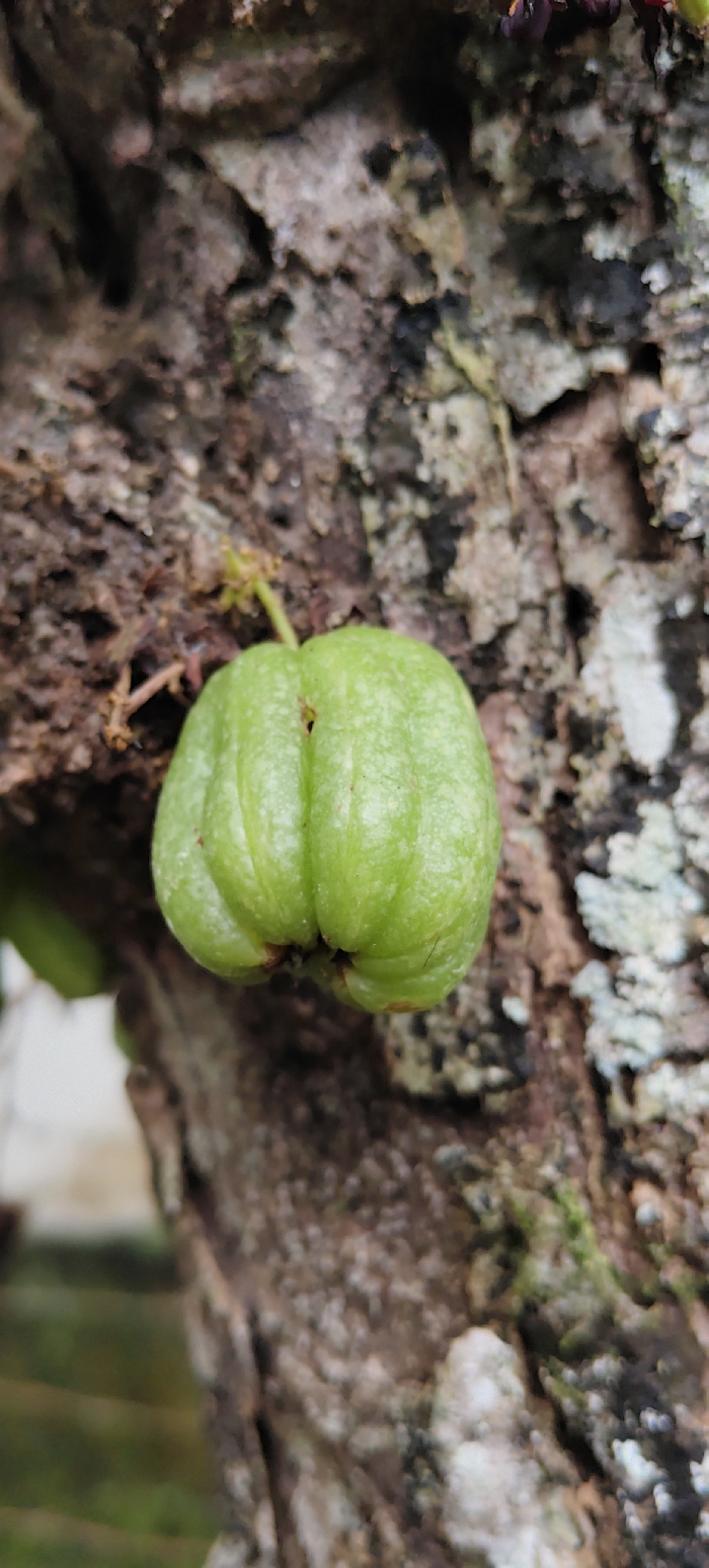 A vertical-format close-up image displays a single, unripe, light green Averrhoa bilimbi fruit (belimbing wuluh) growing directly from the rough bark of a tree trunk. The fruit is centrally positioned, oblong-ovoid, approximately 5-7 cm in length, featuring pronounced longitudinal ridges and a subtly speckled surface texture. It is attached to the trunk by a short, thin stem. The tree bark surrounding the fruit is heavily textured with deep furrows, exhibiting varied shades of dark brown and grey, interspersed with patches of light-colored lichen and moss. The background is out of focus, presenting blurred green elements likely representing foliage, along with indistinct lighter tones. No individuals, animals, or actions are depicted. The scene is located in Dayah Tuha, Indonesia.