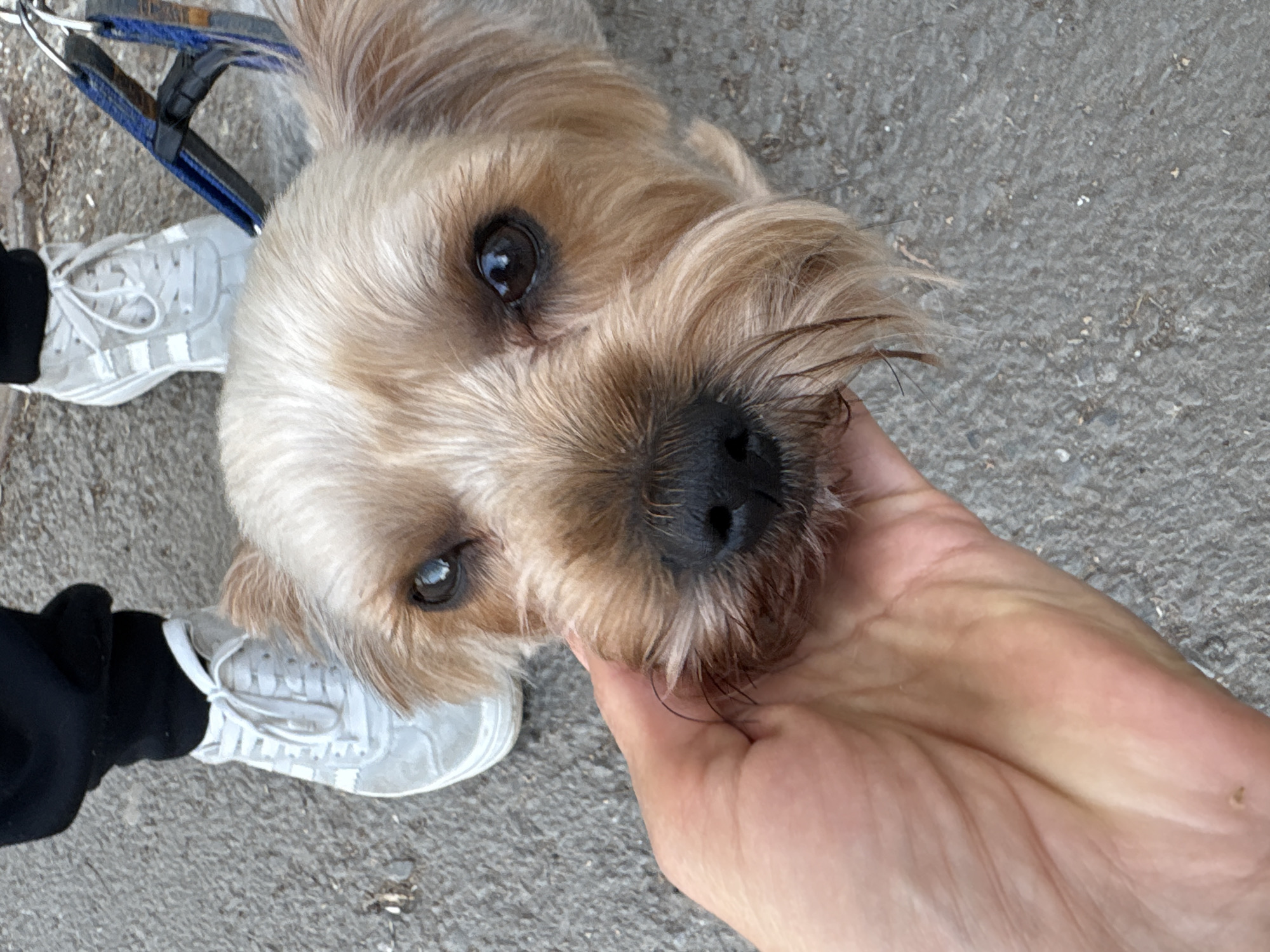 A close-up shot depicts a tan-colored dog with dark eyes being held by a person's hand. The dog is on a leash attached to a harness. The person is wearing white sneakers and black pants. The setting appears to be an outdoor, concrete surface. There is no information available to definitively determine if this is a location in Ulyanovsk, Russia.