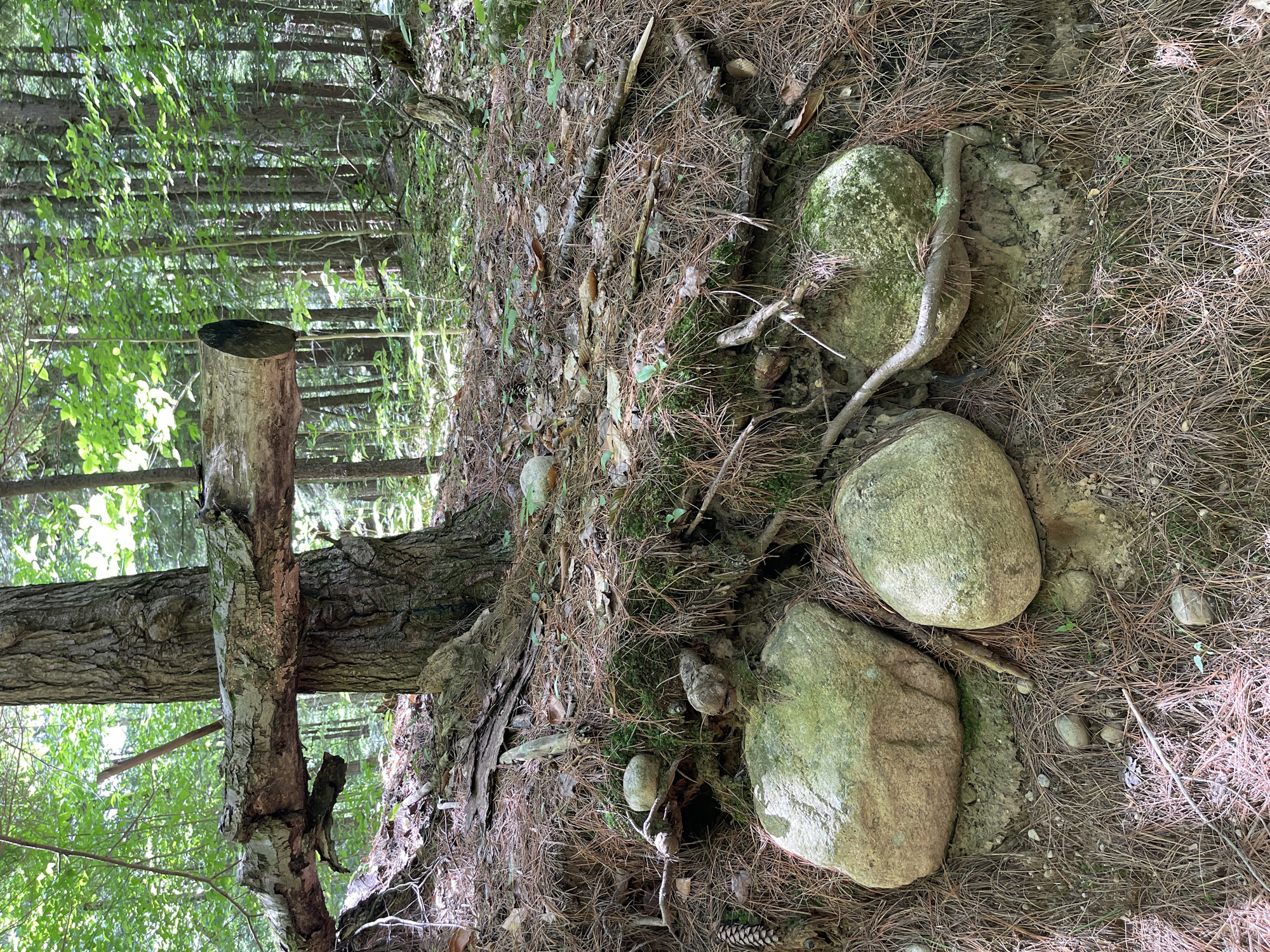 The image depicts a forest floor in the city of Greig, United States. A thick tree trunk stands in the center, with a fallen log precariously balanced horizontally across its midsection. The ground is covered with a dense layer of pine needles, fallen leaves, and moss. Several large, moss-covered rocks are visible in the foreground, nestled amongst exposed roots and soil. The background is filled with a dense stand of tall trees, their trunks forming vertical lines receding into the shaded depths of the forest. Sunlight filters through the canopy, creating dappled light on the forest floor and illuminating patches of green foliage. No people are present in the image.