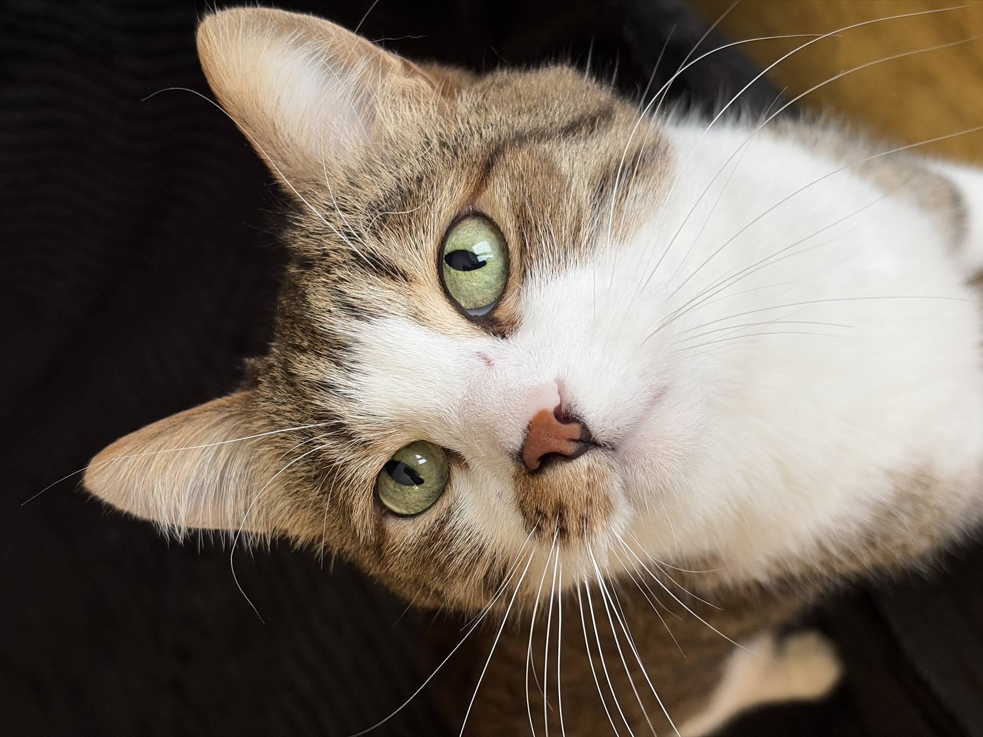 A close-up, high-angle shot features a tabby cat with green eyes and a pink nose. The cat's fur is a mix of brown, grey, and white, and its whiskers are prominent. The background appears dark and out of focus. There is no information given in the prompt to specify the location in Chaikovsky, Russia. Therefore the location cannot be stated in the description.