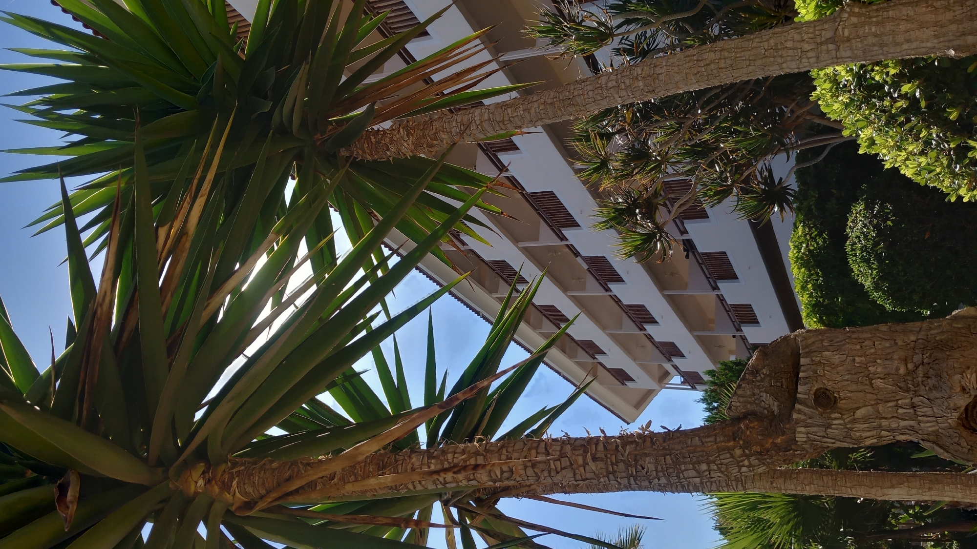 The image captures a view of a white hotel building with multiple balconies, possibly located in Kos, Greece, given the presence of lush greenery and palm-like trees. The building is multi-story with light brown railings on the balconies. In the foreground, a large, textured tree trunk with a unique, hollowed-out shape dominates the left side of the frame. Several broad, green leaves from palm or similar tropical plants are seen obscuring parts of the sky and the hotel building, suggesting a sunny day with bright daylight. The sky is a clear, light blue. The overall scene depicts a tropical or Mediterranean resort environment. There are no people or animals visible in the image.