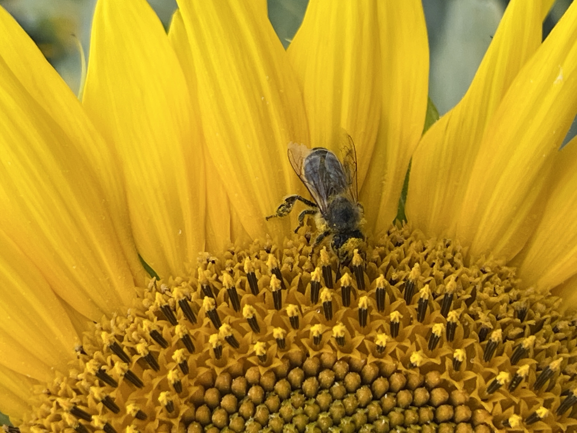 A close-up, eye-level, vertical shot captures a bee foraging on a sunflower. The bee, a dark-colored insect with visible wings, is positioned on the right side of the flower's center, partially obscured by yellow pollen. The sunflower's face is prominently featured, with its bright yellow petals extending towards the right side of the frame. The central disk of the sunflower is a dense arrangement of small, tightly packed florets in shades of yellow and brown. The background is a soft blur of green and gray, suggesting an outdoor environment. No discernible structures or human activity are present to indicate a specific location within Hrabovets, Ukraine.