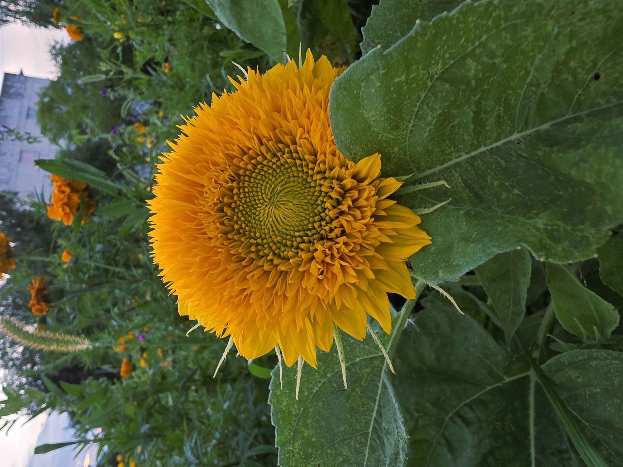 A close-up, ground-level shot shows a fluffy, double-petaled sunflower in full bloom. The sunflower's center is a vibrant green, transitioning to numerous layers of bright orange petals that radiate outwards, some tipped with white. The flower is partially obscured by large, textured green leaves with visible veins. In the background, a blurry assortment of other flowers and foliage creates a garden setting, with a light-colored building and trees visible against a hazy sky. The overall impression is a naturalistic scene, likely in a residential area of Chaikovsky, Russia.