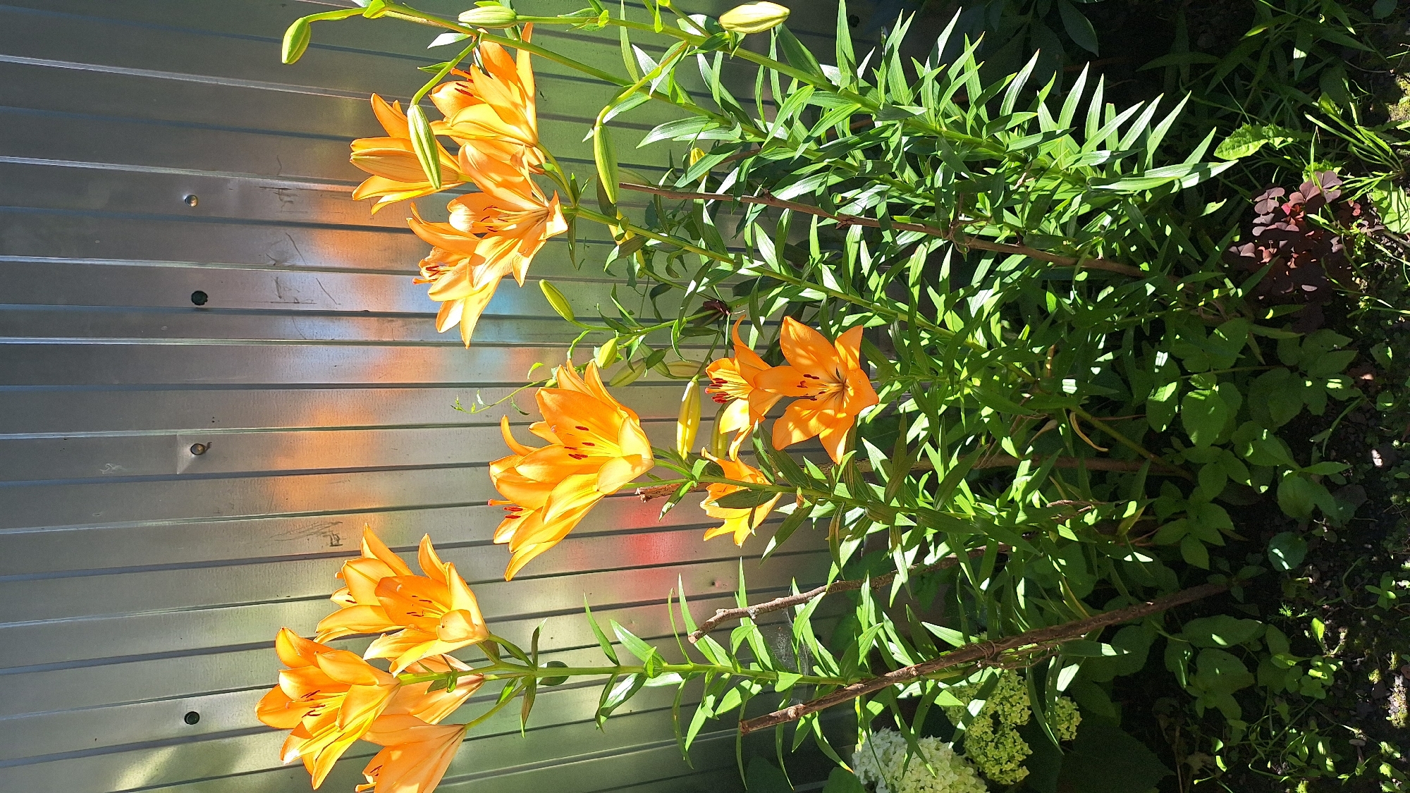 In the city of Nadezhdino, Russia, an outdoor scene is captured, featuring a cluster of vibrant orange lilies blooming in front of a corrugated metal fence. The fence, oriented vertically, exhibits a brushed metal texture and is illuminated by sunlight, which casts a warm, multicolored reflection of orange and pink hues onto its surface. The lilies, with their prominent petals and stamens, are the focal point, with several blossoms in various stages of openness. They are surrounded by lush green foliage and stalks, creating a dense botanical composition. The ground beneath the plants is covered with a mix of soil, small stones, and scattered leaves. The lighting suggests it is a sunny day, with strong shadows cast by the plants. There are no people or animals visible in the frame. The overall impression is that of a well-lit garden area.