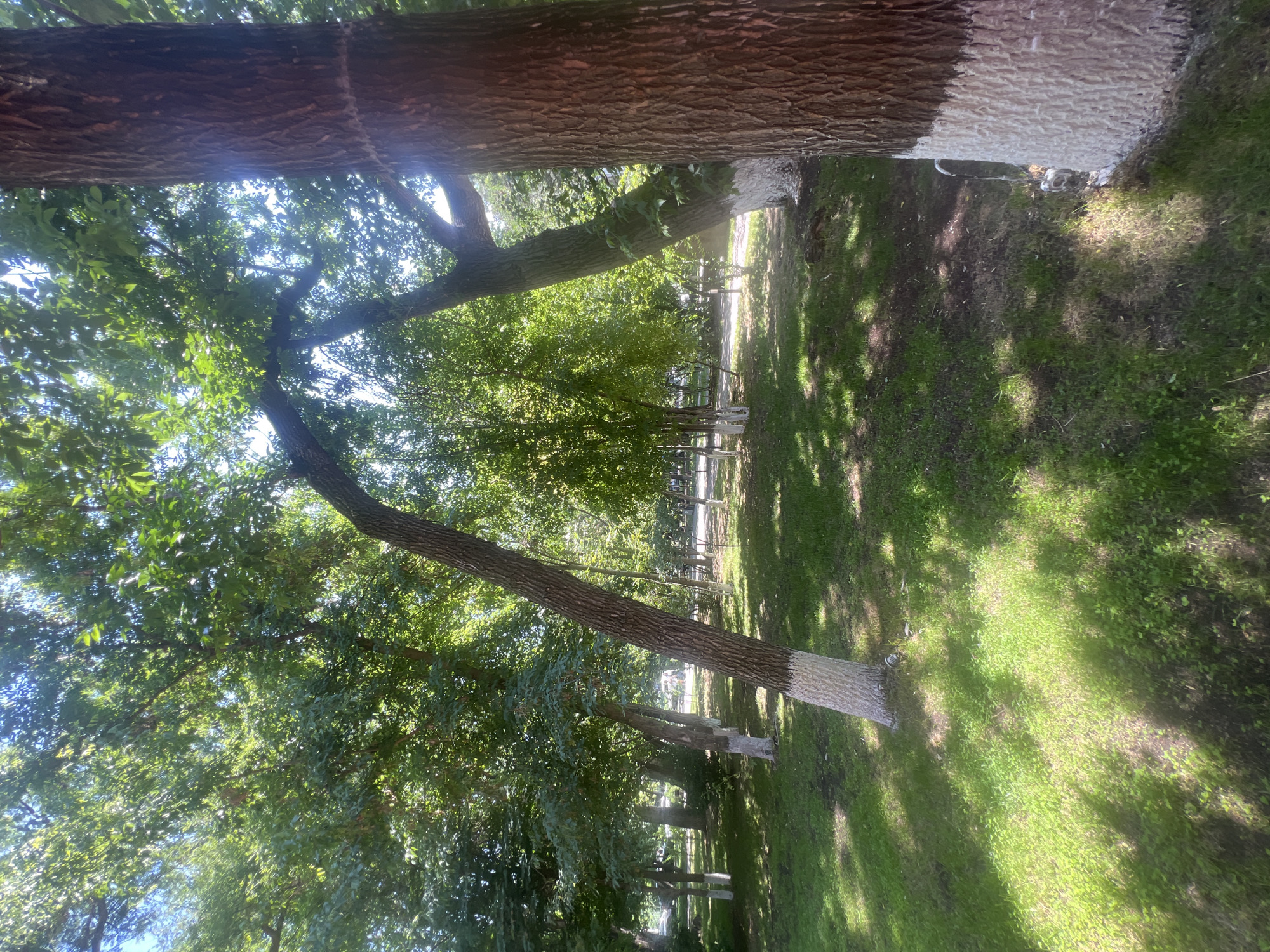 The image depicts a park-like setting with several trees. The trees are tall with rough bark, and some have their lower trunks painted white. The ground is covered in green grass, with dappled sunlight filtering through the leaves of the trees, creating shadows on the grass. In the background, there are hints of picnic tables or benches, suggesting a recreational area. The scene appears to be outdoors during the daytime, likely on a sunny day. The overall impression is one of a peaceful, natural environment. No people are visible in the image, and there is no visible text. The white paint on the trees is a common practice to protect them from pests and sunscald, and it's often seen in parks and along roadsides. The foliage suggests it is summertime.