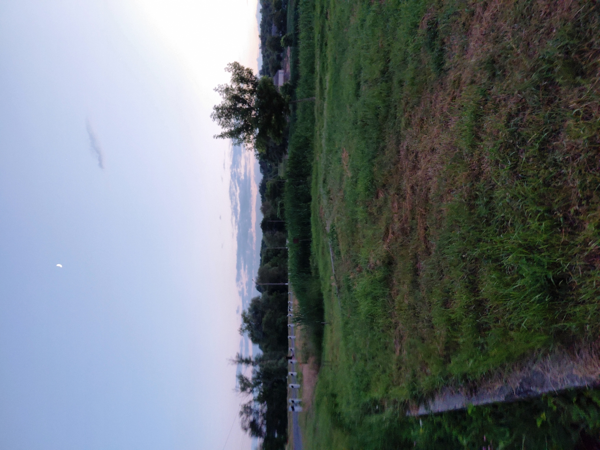 The image depicts an outdoor scene at dusk in Ustyvytsia, Ukraine. In the sky, a crescent moon is visible along with a wispy cloud. The foreground is dominated by a grassy field with some patches of dry, brown grass. To the left, a concrete curb or retaining wall lines the edge of a darker, overgrown area.
In the middle ground, there is a road bordered by white posts with black tops, suggesting it's a rural road. Tall green reeds or grass grow along the side of the road. Beyond the road, a line of trees forms a dense backdrop, with a single, multi-branched tree standing prominently in the center-right of the frame. In the distance, hints of buildings and more trees can be seen, suggesting a village or settlement. The overall lighting suggests the end of daylight, with a soft, diffused glow. There are no people or animals visible in the scene.
