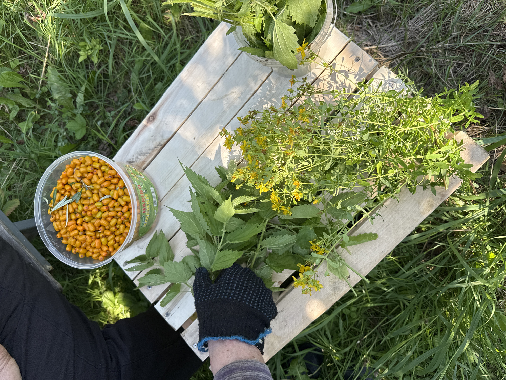 An overhead medium shot captures a person's hands wearing a black glove, reaching for a bundle of green herbs on a light-colored wooden crate. The crate is situated on a grassy area. To the right of the herbs, a clear plastic container is filled with small, orange berries, some of which have leaves attached. A portion of the person's dark clothing is visible on the left side of the frame, and the background consists of green grass and foliage.