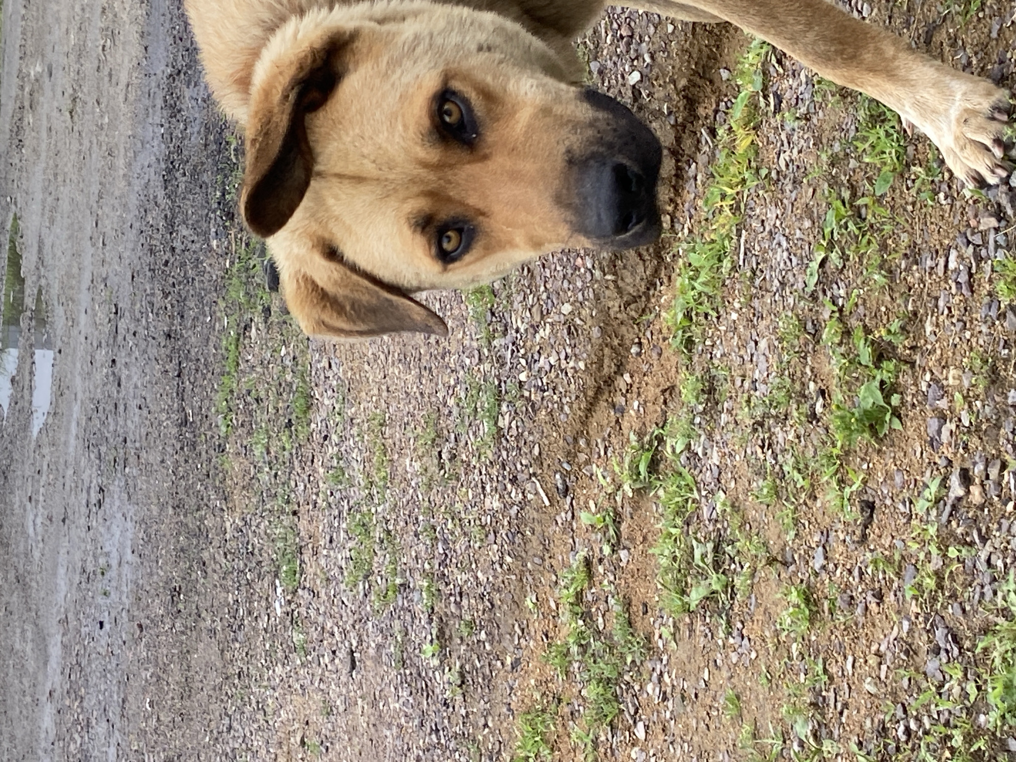 A tan-colored dog with dark eyes and floppy ears stands on a gravelly surface with sparse green vegetation. The dog is looking down and to the right, with its head tilted. Its right ear is bent over. The background is blurred and appears to be a dirt or gravel road with some puddles of water. The scene is outdoors, with no indication of any buildings or urban environment. The location in Kraskino, Russia is not discernable from the image.