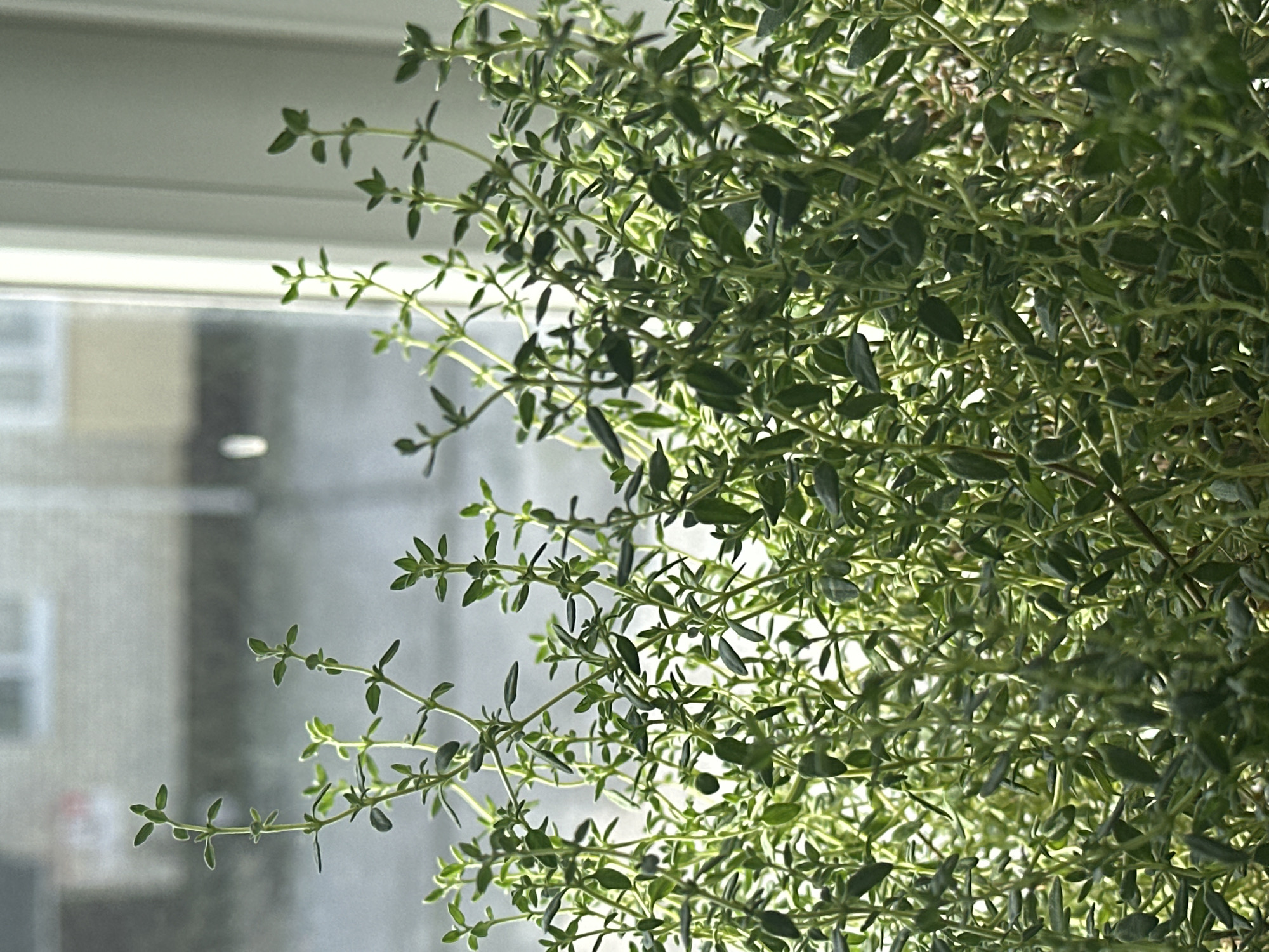 A close-up, slightly angled, natural light shot shows a dense collection of fresh green thyme plants. The plants are in focus, with their small, oval leaves and thin stems clearly visible. The background is blurred, suggesting a window view with a building and sky visible, hinting at an indoor setting, possibly a windowsill. There are no people or animals in the image. The image does not contain any information or context that would allow for identification of a specific location within the city of Nevinnomyssk, Russia.