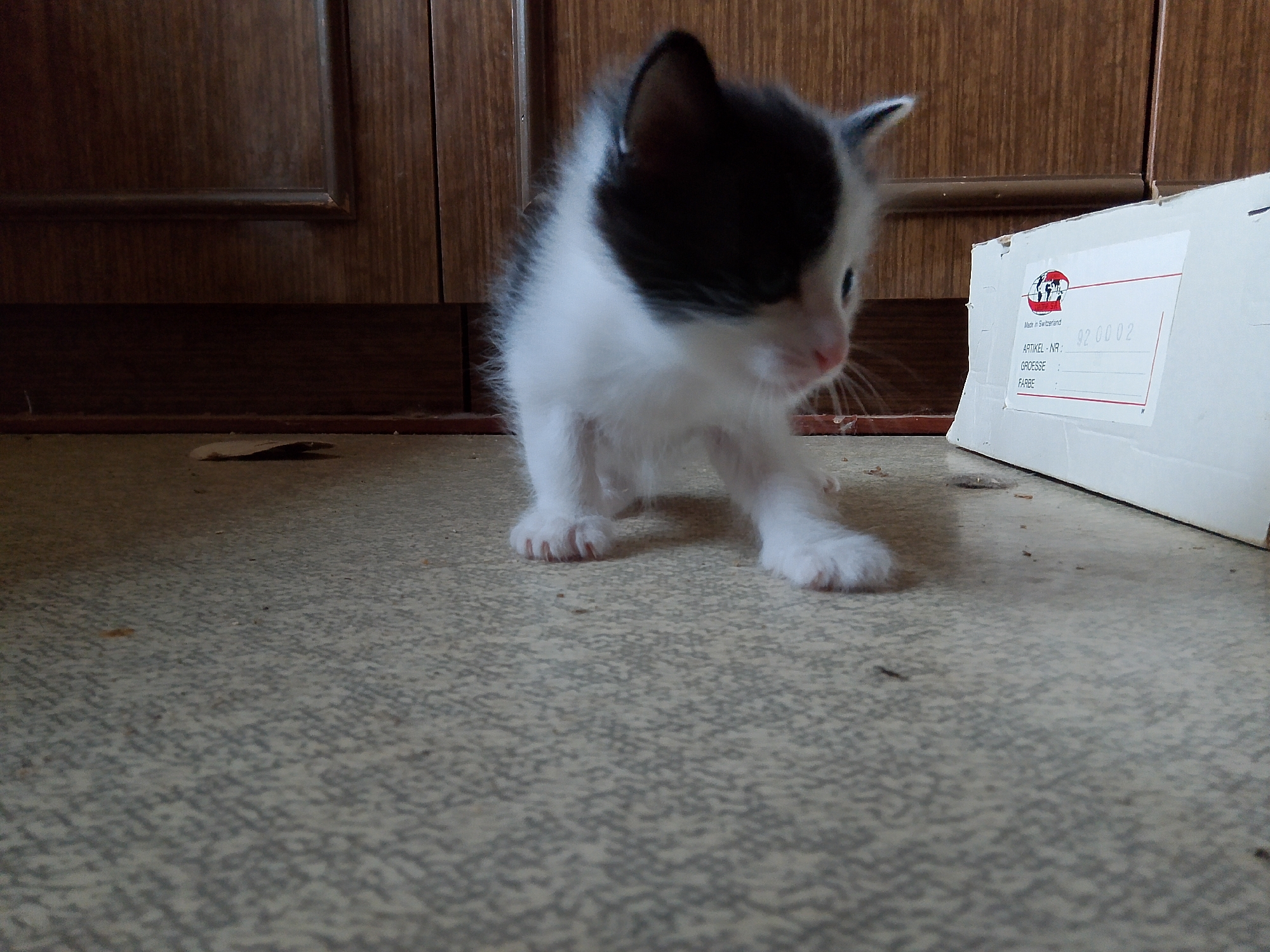 A black and white kitten is the sole subject in this image. The kitten is positioned in the foreground, facing slightly to the right, with its head down as if sniffing the patterned linoleum floor. Its body is fluffy and white, with a black patch covering its head and ears. The kitten appears to be indoors, with wooden cabinets visible in the background. A white cardboard box with labels is also present to the right of the kitten. The lighting suggests an indoor setting, possibly a home. There is no indication of the city of Kovrov, Russia, or any other specific location.