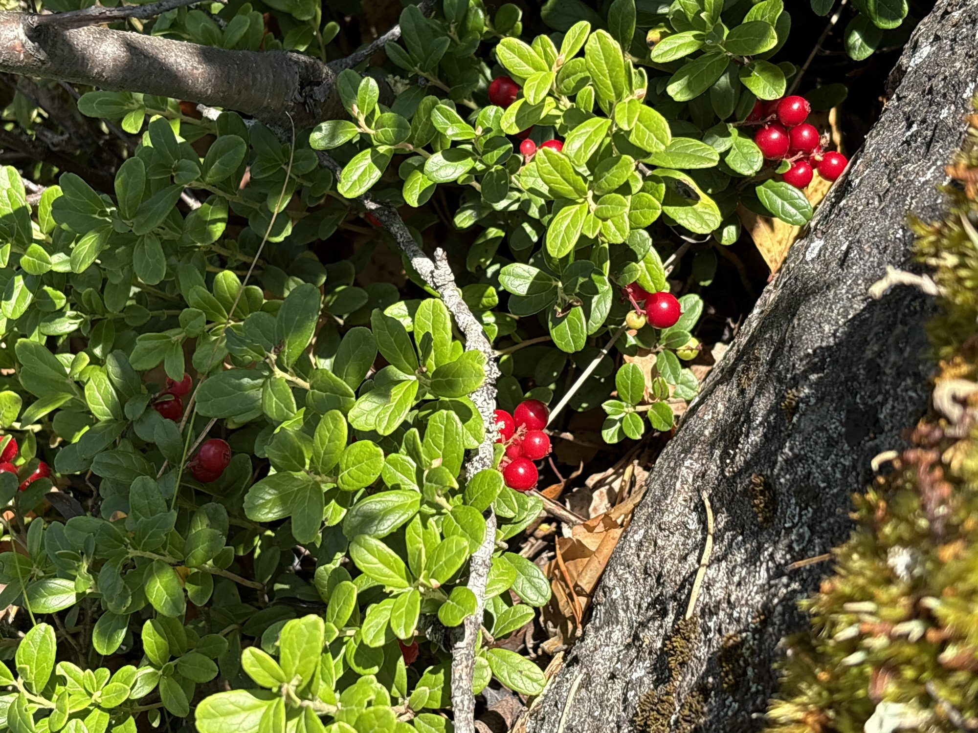 The image depicts a close-up view of a lingonberry bush with clusters of bright red berries and green leaves. The bush is growing amongst moss-covered rocks and dry leaves, suggesting a natural outdoor environment. A textured tree trunk is visible on the right side of the frame. The lighting indicates a sunny day, with dappled sunlight illuminating the scene. No people or animals are present in the image. The scene is located in Kir'yavalakhti, Russia.