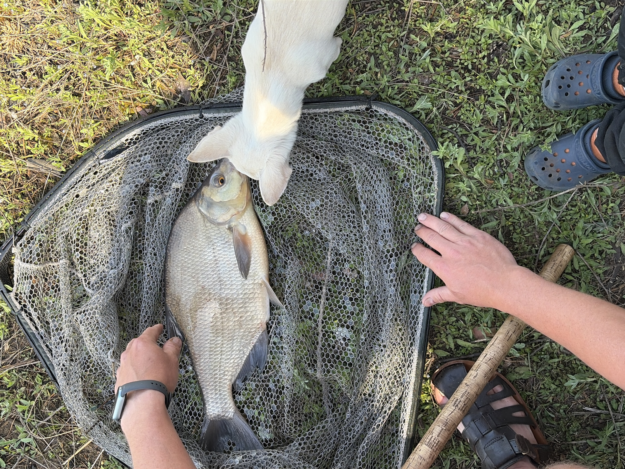 An overhead shot shows a large fish in a landing net on a grassy area, likely near Zabegaevo, Russia. A white dog is nuzzling the fish's head, while a person's hand, adorned with a watch, is touching the fish. Another person's hands are touching the net, and their feet, wearing sandals, are visible near the net's handle. A third person wearing Crocs is visible in the top right corner of the image. The grass surrounding the net is green, with some dry patches visible.