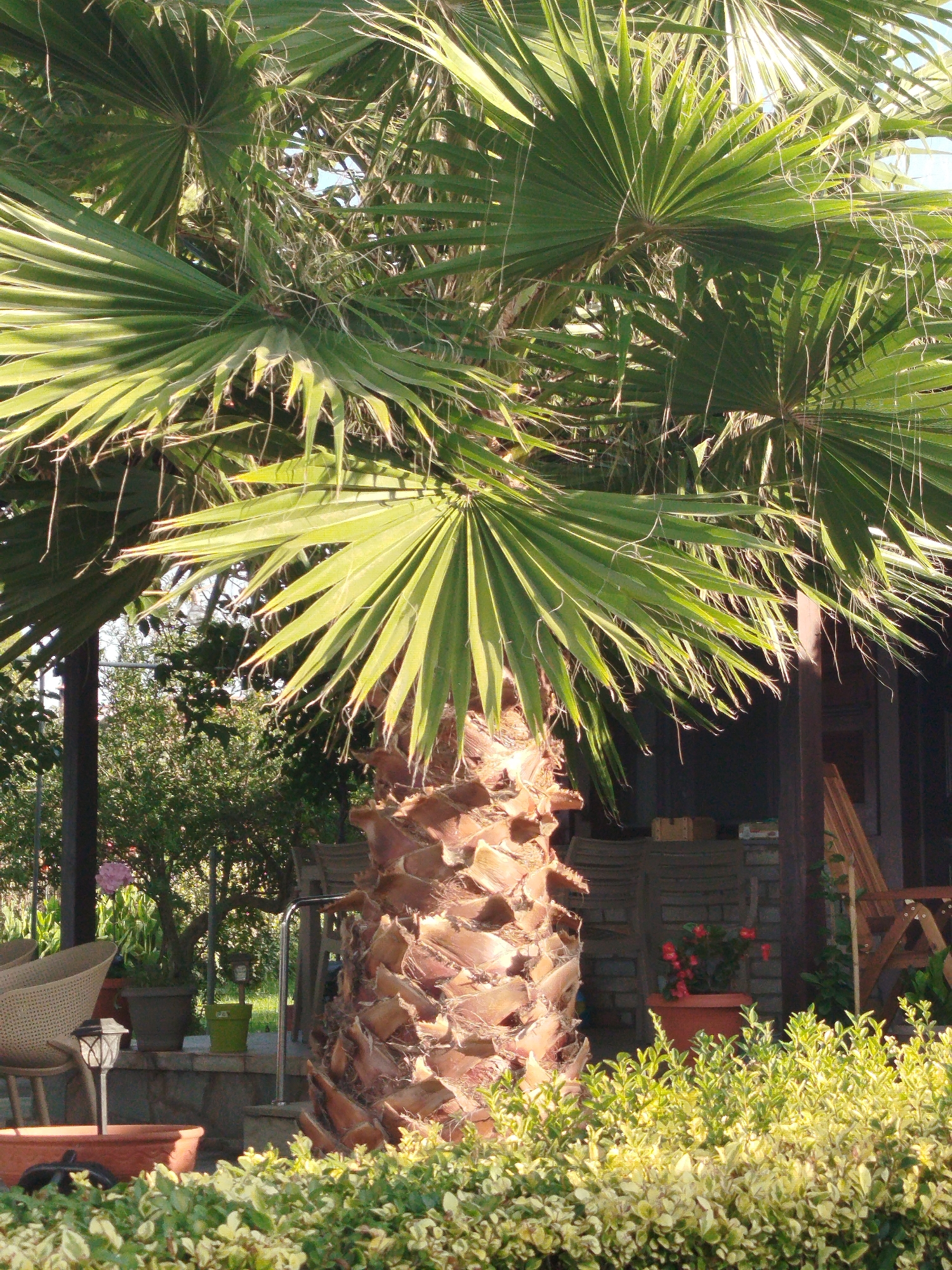 A tall palm tree dominates the center of the frame, its fronds casting shadows on a blurred background of a building and other vegetation. The palm's trunk is thick and textured, covered in a rough, fibrous bark. To the left of the palm, a wicker chair and a small lantern are visible. In the background, a building with brick accents and wooden structures suggests an outdoor seating area or a patio. A potted plant with red flowers sits near the building. The foreground is filled with a dense, low-lying green bush with lighter-colored leaves. The scene appears to be set in an outdoor environment, possibly a garden or a resort area in Sithonia Municipal Unit, Greece, given the presence of the palm tree and the overall Mediterranean feel. There are no people or animals visible in the image.
