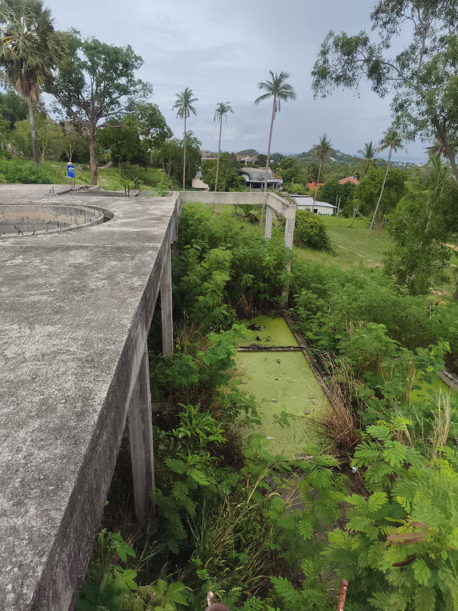 This image presents an outdoor scene in what appears to be a tropical or subtropical environment, likely in บ้านบางรักษ์, Thailand. The foreground is dominated by a large, grey concrete structure, possibly an abandoned or unfinished building, pool, or water treatment facility. The concrete surface, showing texture and signs of weathering, features a curved section to the left where rebar protrudes, and a straight edge extending towards the right.
Beneath the main concrete platform, supportive pillars descend into an area completely overgrown with dense, lush green vegetation, including bushes, shrubs, and various plants. Within this overgrowth, two rectangular concrete basins are visible, filled with stagnant green water covered by a thick layer of duckweed or algae.
In the mid-ground and background, the landscape is characterized by abundant greenery. Numerous tall palm trees and other large trees dot the terrain. Gentle hills rise in the distance, dotted with several houses, some with red roofs, suggesting a residential area. A blue plastic tank is visible near the base of a large tree in the mid-ground. The sky is overcast and pale grey, indicating cloudy weather.
A lone person, dressed in a blue top, is visible in the upper left background, standing near the edge of the concrete structure, appearing to observe the surroundings. No specific activity or event beyond general exploration is depicted. The scene evokes a sense of nature reclaiming man-made structures and a tranquil, albeit somewhat melancholic, atmosphere of abandonment. There is no visible text in the image.