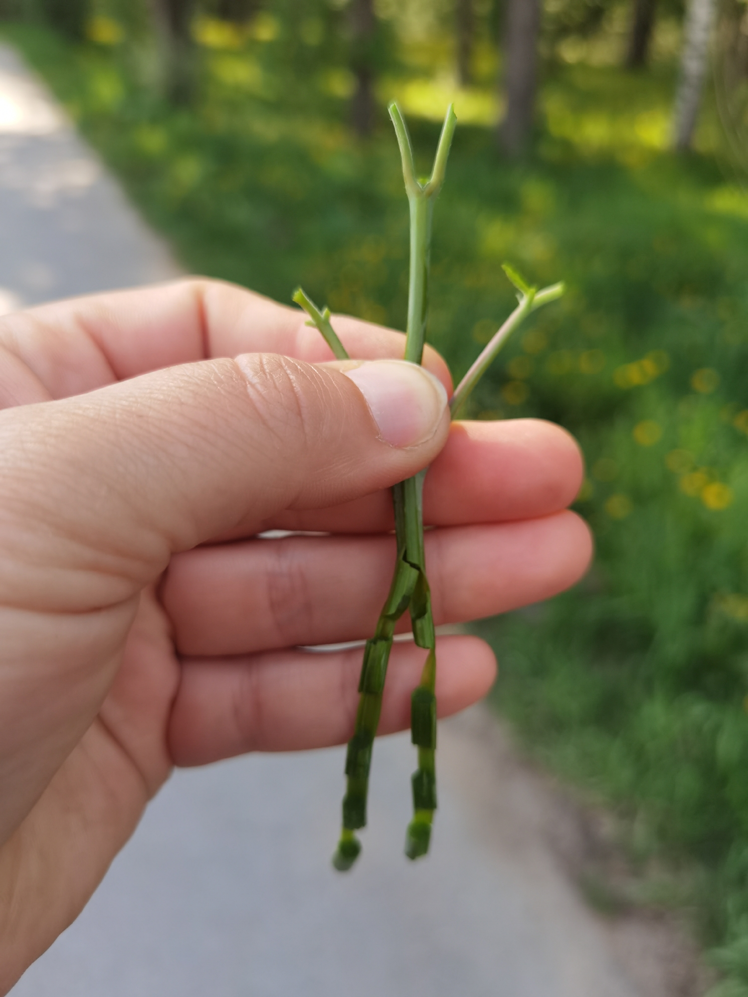 A human hand holds a green plant stem manipulated to resemble a stick figure against a blurred background of greenery and a concrete path. The stick figure has a forked top suggestive of a head, two small branches positioned as arms, and the main stem is partially stripped to create two leg-like extensions. The location is unspecified, and there is no indication of the city of Perm, Russia.