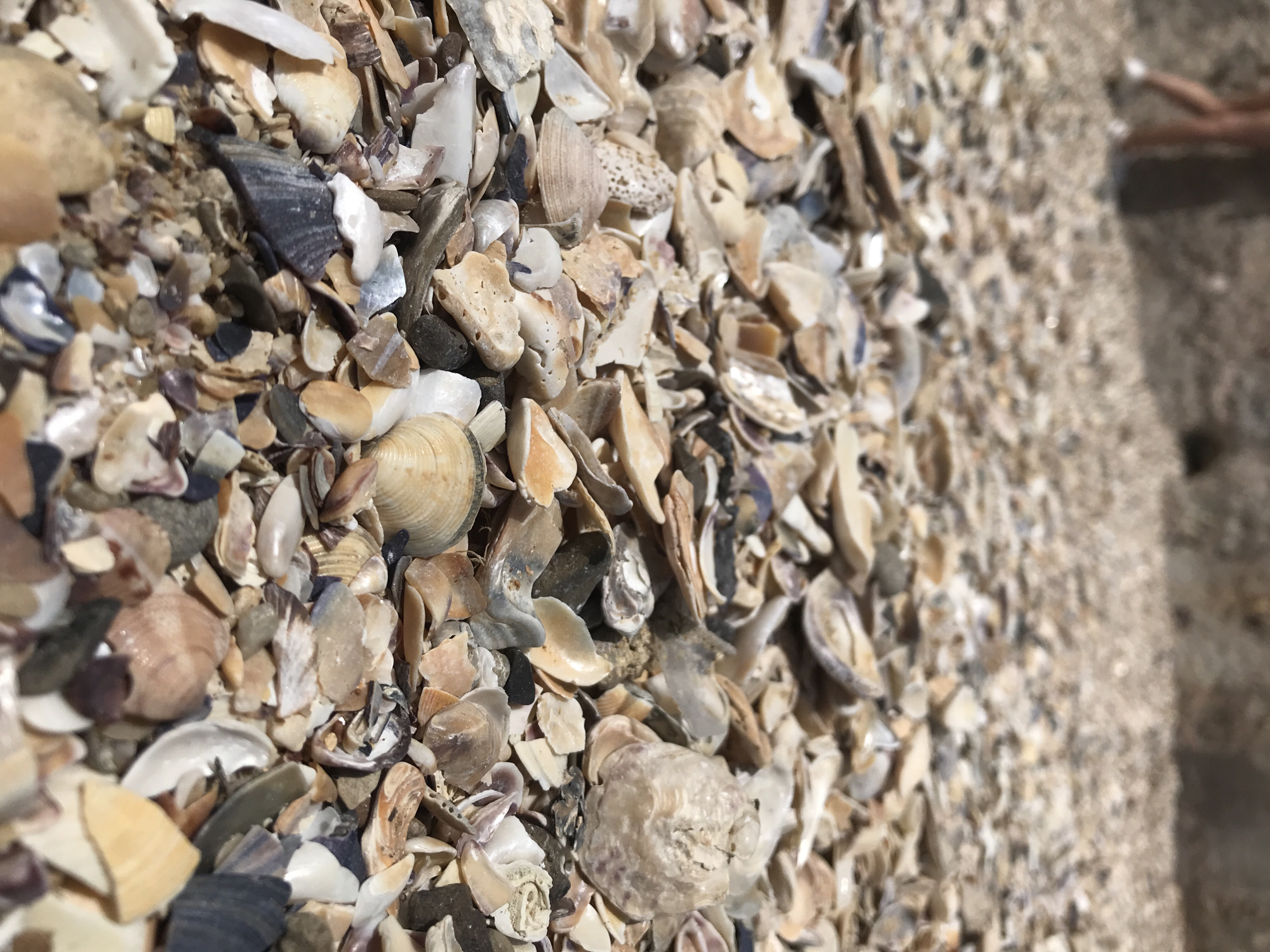 The image depicts a close-up, low-angle view of a shell-covered beach. The foreground is densely packed with fragmented seashells of various sizes, colors, and shapes, including whites, beiges, browns, and dark blues. Some shells are intact, while others are broken into sharp pieces. In the blurred background, a person's legs and feet, wearing white shoes, are visible walking away from the camera. The environment appears to be a natural beach setting with rocks or a cliff face in the far background, also out of focus. The lighting suggests a sunny day. The scene is likely located on a beach within Varna, Bulgaria, given the context of the query.