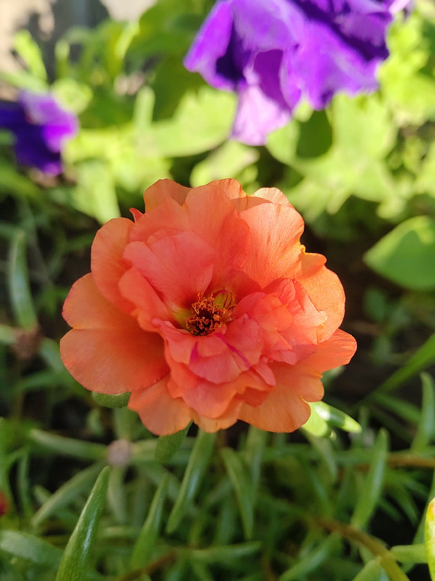 An orange purslane flower is in sharp focus in the foreground, with its layered petals and visible stamens. In the blurred background, a vibrant purple flower and green foliage are visible, suggesting an outdoor garden setting. The lighting indicates it is daytime, with sunlight illuminating the scene. There are no people or urban structures identifiable in this image, and therefore no specific location in Kharkiv, Ukraine can be determined.