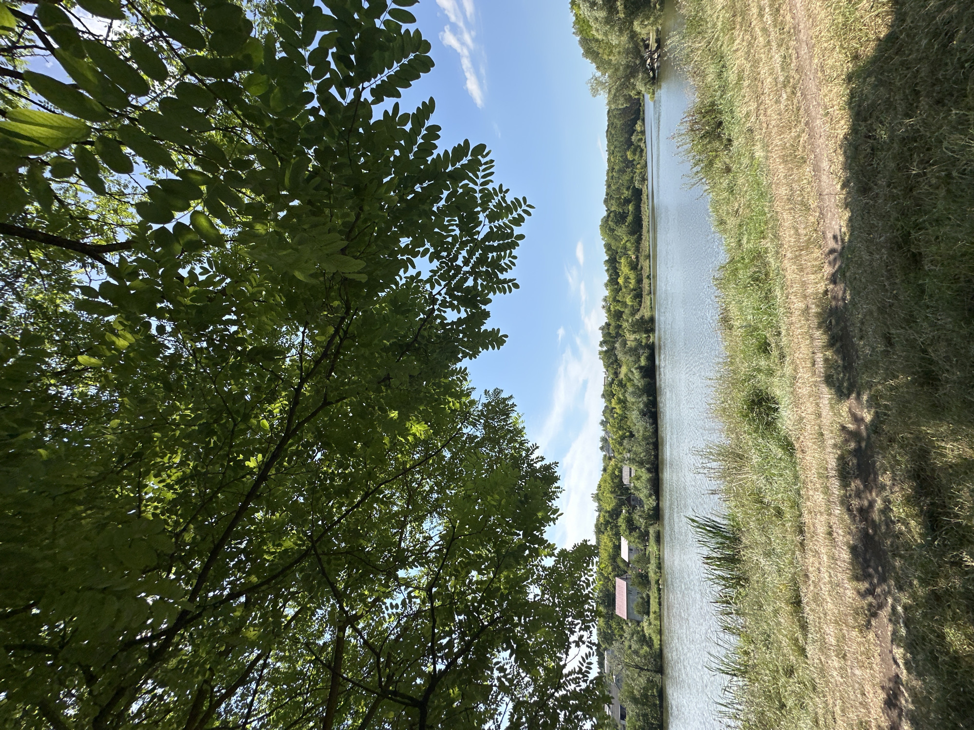 The image captures a serene waterscape with a focus on the natural environment. In the foreground, a grassy bank slopes down towards a calm body of water, likely a river or lake, reflecting the clear blue sky. Lush green trees and foliage line the opposite bank, interspersed with a few houses that suggest a rural settlement or the outskirts of a town. The sky is a vibrant blue, dotted with a few wispy white clouds. Overhead, the branches and leaves of a large tree partially obscure the view, casting dappled shadows on the foreground. The overall impression is one of a tranquil summer day in a natural setting, potentially within or near Makiv, Ukraine, given the architectural style of the houses and the surrounding vegetation.