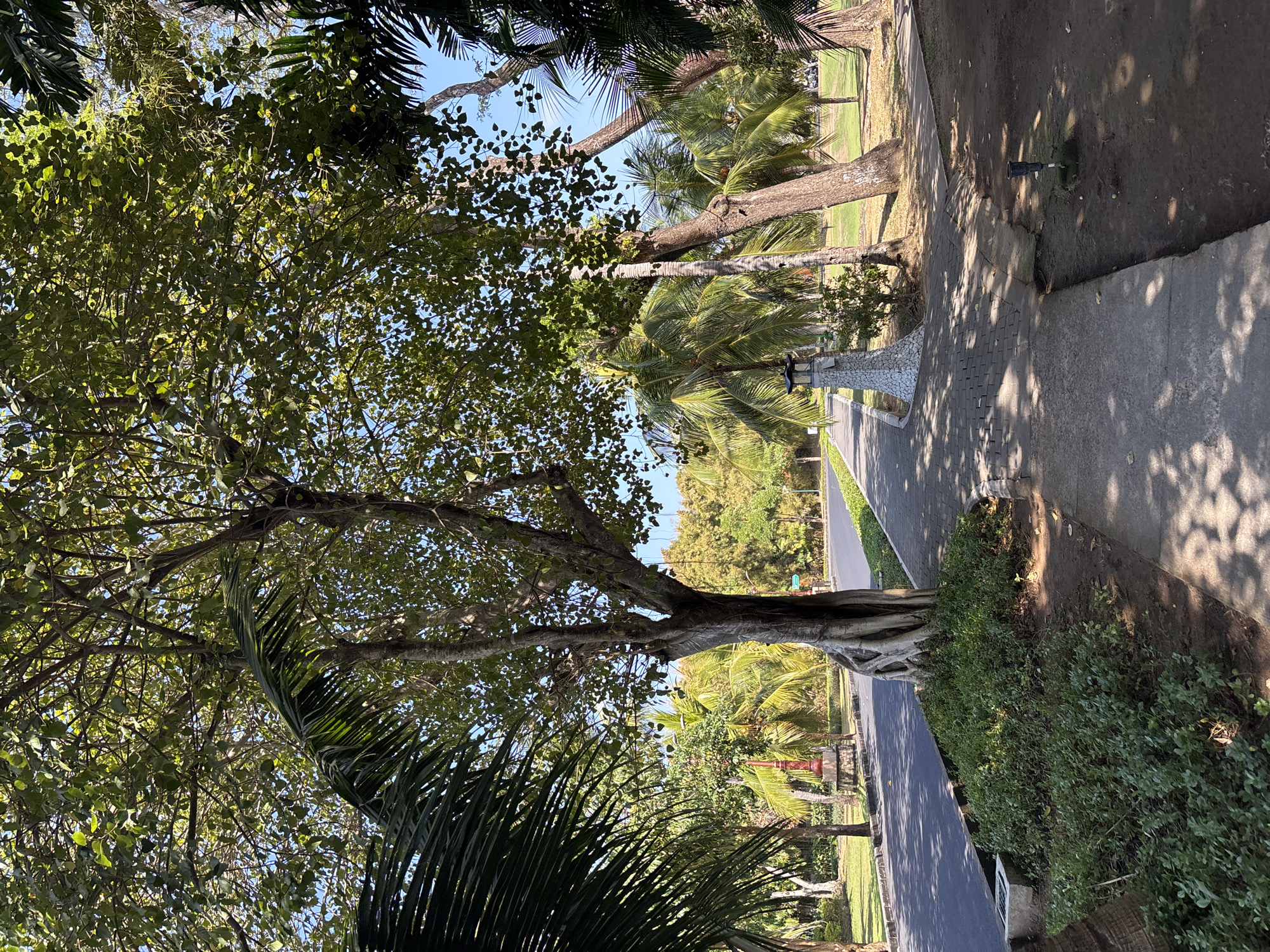 The image depicts a tropical landscape with a paved pathway running alongside a road. Lush green vegetation, including palm trees and broad-leafed trees, dominates the scene. Sunlight filters through the dense foliage, creating dappled shadows on the pathway and the ground. A prominent tree with exposed roots is situated on the left side of the pathway, near the edge of the road. Further along the pathway, a stone structure resembling a lamp post stands. The road appears to be an asphalt surface, and a grassy area with scattered trees is visible beyond the road. In the distance, more trees and vegetation can be seen, suggesting a well-maintained park or resort area. The sky is clear and blue, indicating a sunny day. The scene is characteristic of Kuta Selatan, Indonesia, known for its tropical climate and abundant greenery.