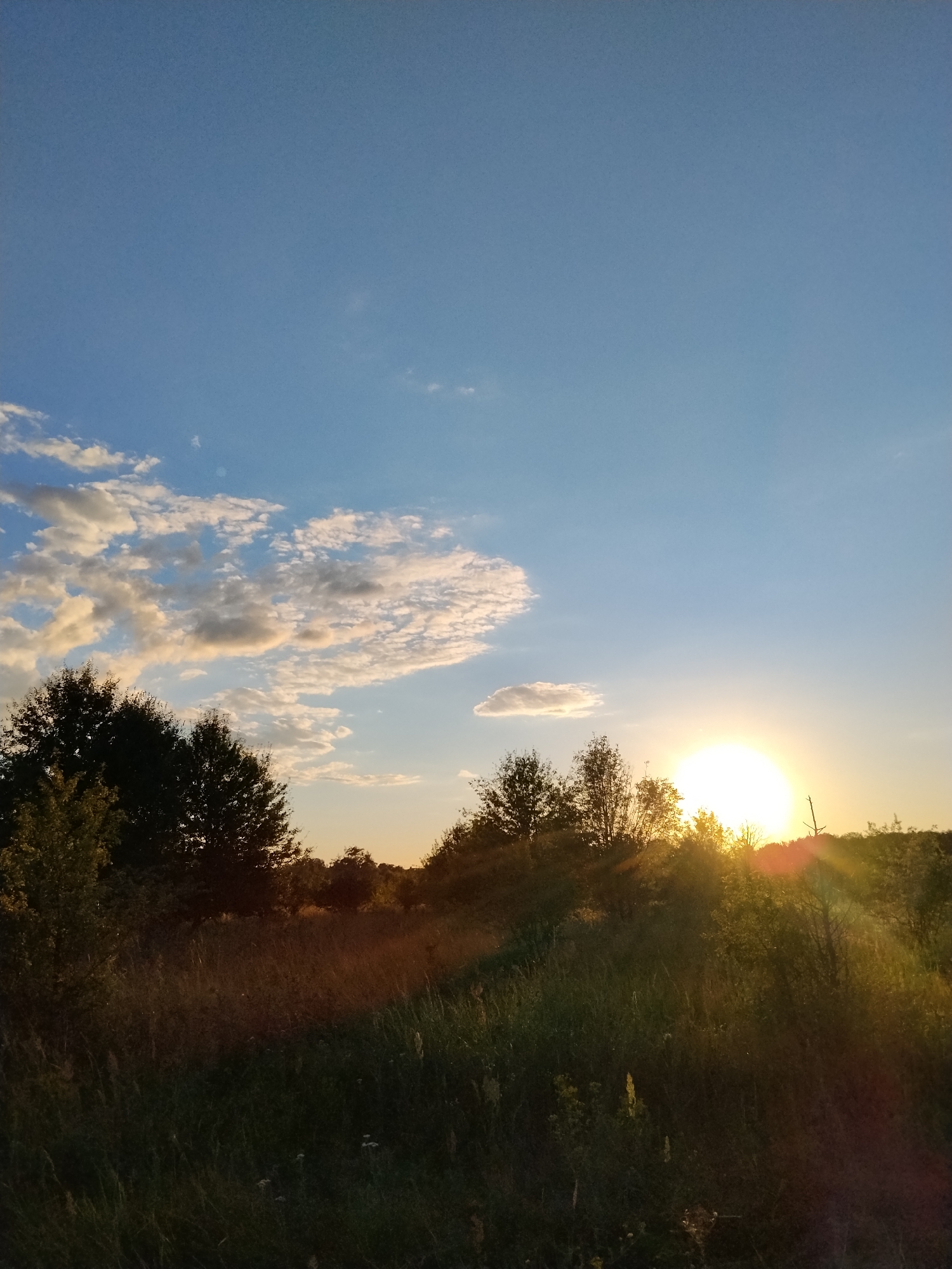 The image captures a sunset in a rural area, likely on the outskirts of Ustyvytsia, Ukraine. The sun, a bright, intense orb, is low on the horizon, casting a warm, golden light across the scene. Rays of sunlight emanate from the sun, creating a lens flare effect that streaks across the lower right portion of the image. The sky is a clear, pale blue, with scattered, wispy clouds tinged with the colors of the sunset. In the foreground, a field of tall, dry grass and various green vegetation stretches across the landscape, appearing somewhat shadowed in contrast to the illuminated sky. Silhouetted against the setting sun are the dark shapes of several trees, their foliage dense and indistinct. The overall impression is one of natural beauty and the tranquil end of a day. There are no people, animals, or structures visible in the image, emphasizing the natural and unpopulated character of the setting.