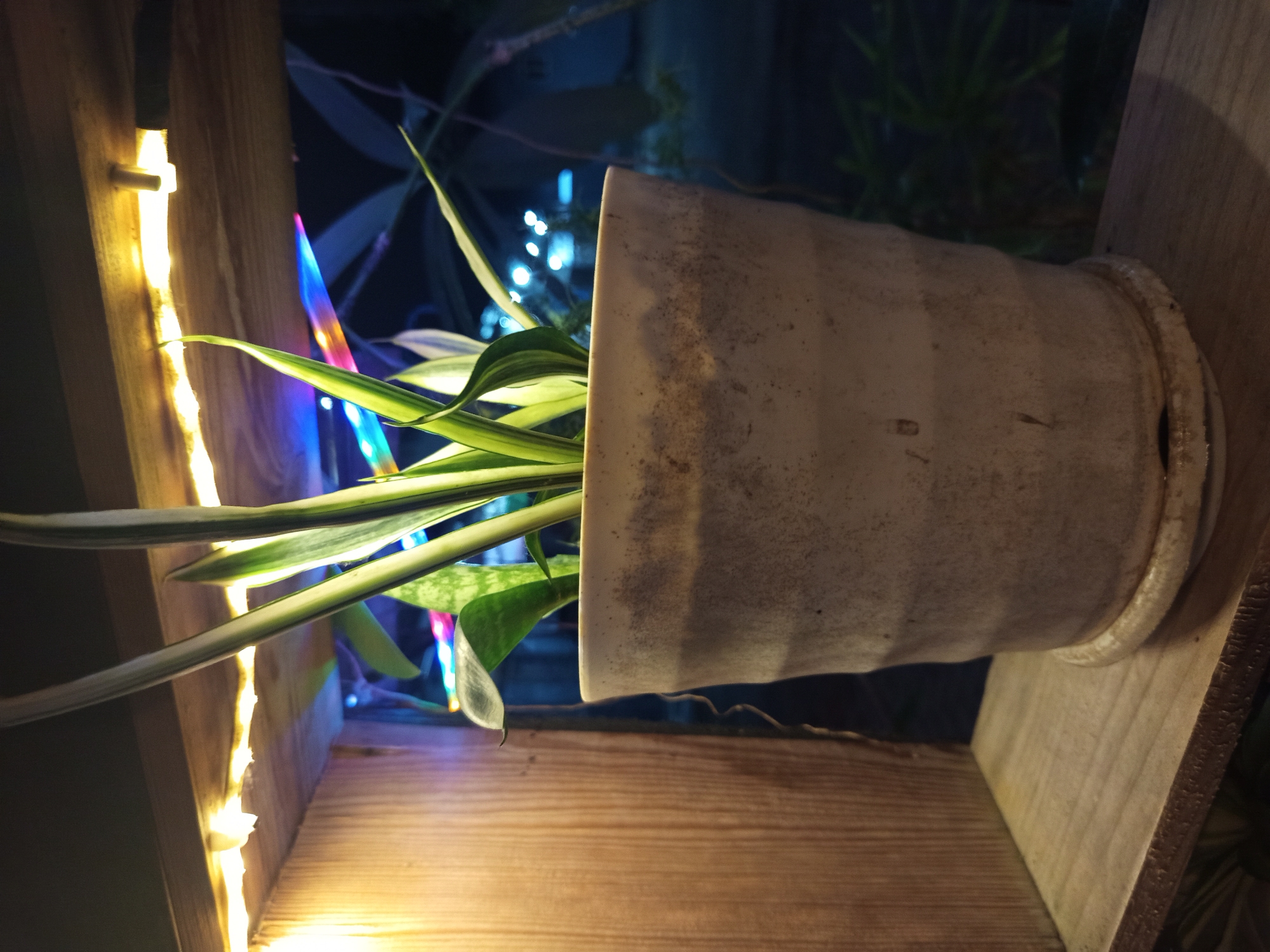 A snake plant in a textured ceramic pot sits on a wooden shelf. Above the plant, a strip of LED lights casts a warm glow and hints of blue and purple light. The background is dark, suggesting it is nighttime, with some blurry lights visible, possibly from a street or outdoor area. To the left of the pot, a wooden panel provides a vertical element. The scene is indoors, possibly on a shelf or windowsill within a dwelling or establishment. The image appears to be taken in Donomulyo, Indonesia.