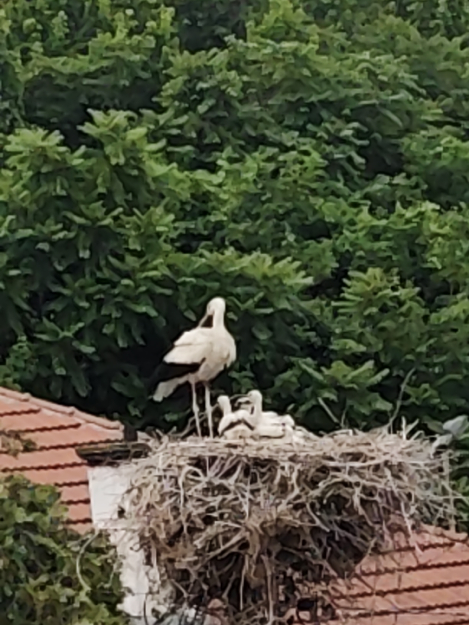 This photograph captures an adult white stork standing in a large, elaborate nest positioned on a tiled rooftop, with dense green foliage in the background. The scene is set in Kulata, Bulgaria.
The primary subjects are the storks. One adult white stork, characterized by its white body and visible dark flight feathers, stands upright in the center of the nest. Inside the nest, which is constructed from numerous sticks and branches, at least three smaller, lighter-colored stork chicks are visible, huddled together. The adult stork appears to be tending to or guarding its young.
Below the nest, a traditional reddish-brown tiled roof is partially visible, indicating the urban or semi-urban setting. The background is filled with lush, vibrant green trees, suggesting a natural environment surrounding the human habitation and likely a season of active growth, such as late spring or summer.
The image is captured during daylight hours, as indicated by the natural illumination. The overall focus is somewhat soft, giving a slightly painterly effect to the foliage. There is no visible text in the image.