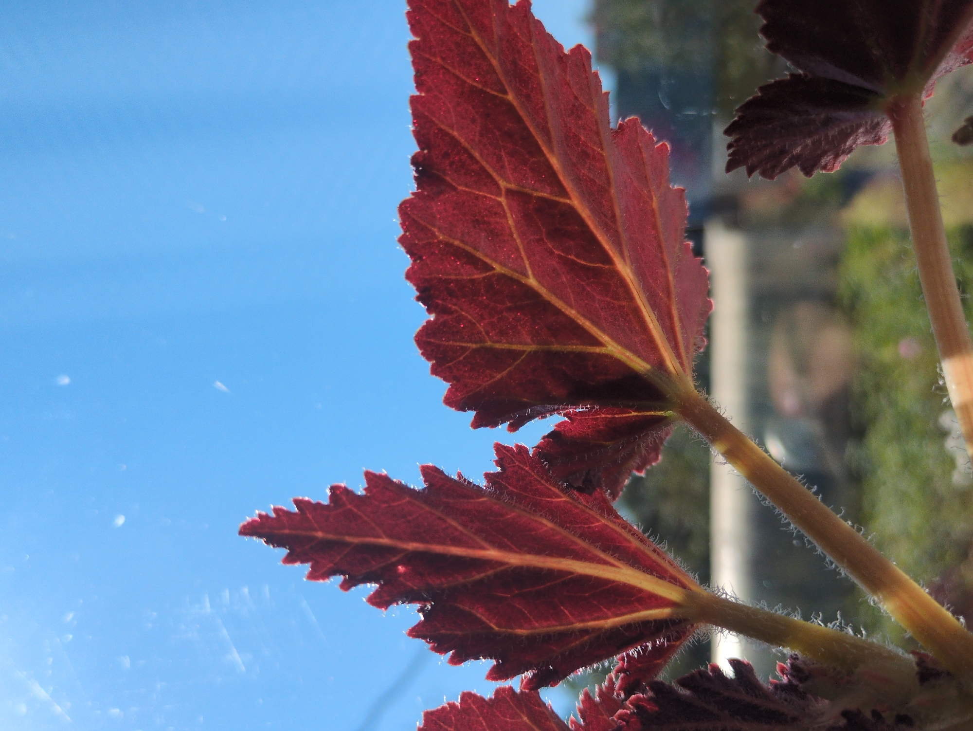The image shows a close-up of several vibrant red leaves against a clear blue sky. The leaves have serrated edges and prominent yellow veins, and their surfaces are covered in fine, white hairs. The stems of the leaves are also visible, with similar fuzzy texture. In the background, a blurry, out-of-focus scene suggests a window with a view of greenery and possibly buildings. The lighting indicates it is daytime, with sunlight illuminating the leaves from behind, creating a backlit effect. There are no people or discernible actions depicted. The image does not contain any information that would allow for its specific location in Kulebaki, Russia.