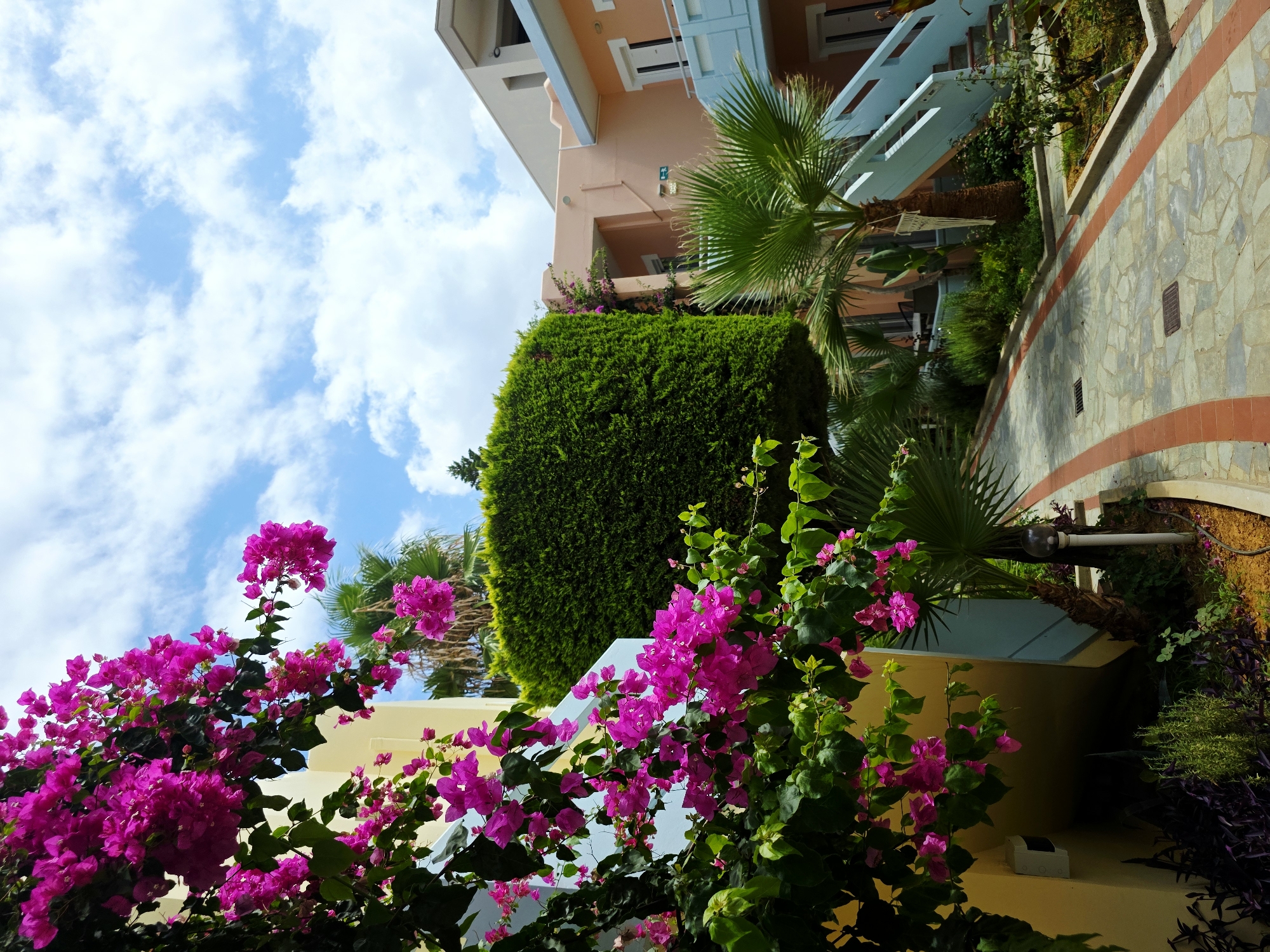 This image captures a sun-drenched outdoor scene, likely a resort or hotel courtyard in an unknown city. In the foreground, vibrant pink bougainvillea cascades down the side of a pale yellow building, its lush green leaves contrasting with the vivid blooms. A pathway made of irregularly shaped stone tiles with red brick borders winds through the scene. To the right of the pathway, a tall, neatly trimmed green hedge stands prominently. Beyond the hedge, a multi-story building with light peach-colored walls and white trim is visible, featuring balconies and a light blue outdoor staircase leading upwards. A palm tree with its fronds fanned out is positioned near the staircase, adding a tropical element to the environment. In the background, a bright blue sky is dotted with fluffy white clouds. The lighting suggests it is daytime, likely mid-morning or afternoon, with clear, sunny conditions. The overall impression is one of a well-maintained, inviting outdoor space.