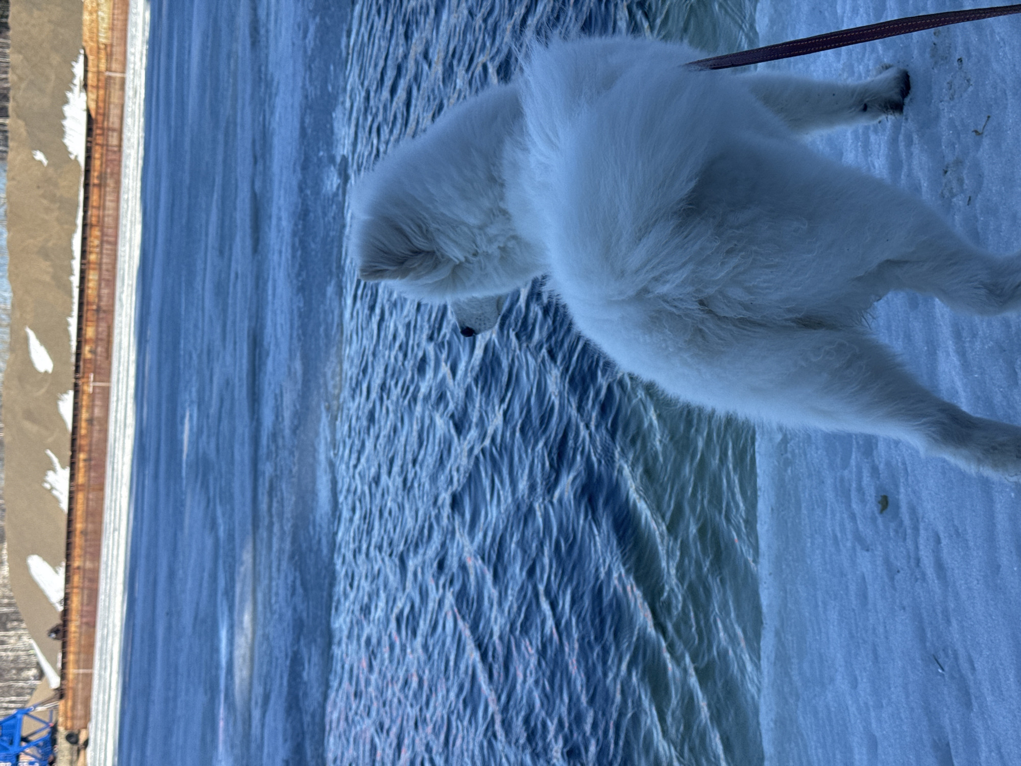 The image shows a white dog on a snowy surface. A leash is attached to the dog. In the background is a body of water, possibly a river or lake, with an embankment on the far side. There is some infrastructure like a bridge and what may be a building on the left side. Based on the prompt, the location is Chaikovsky, Russia.