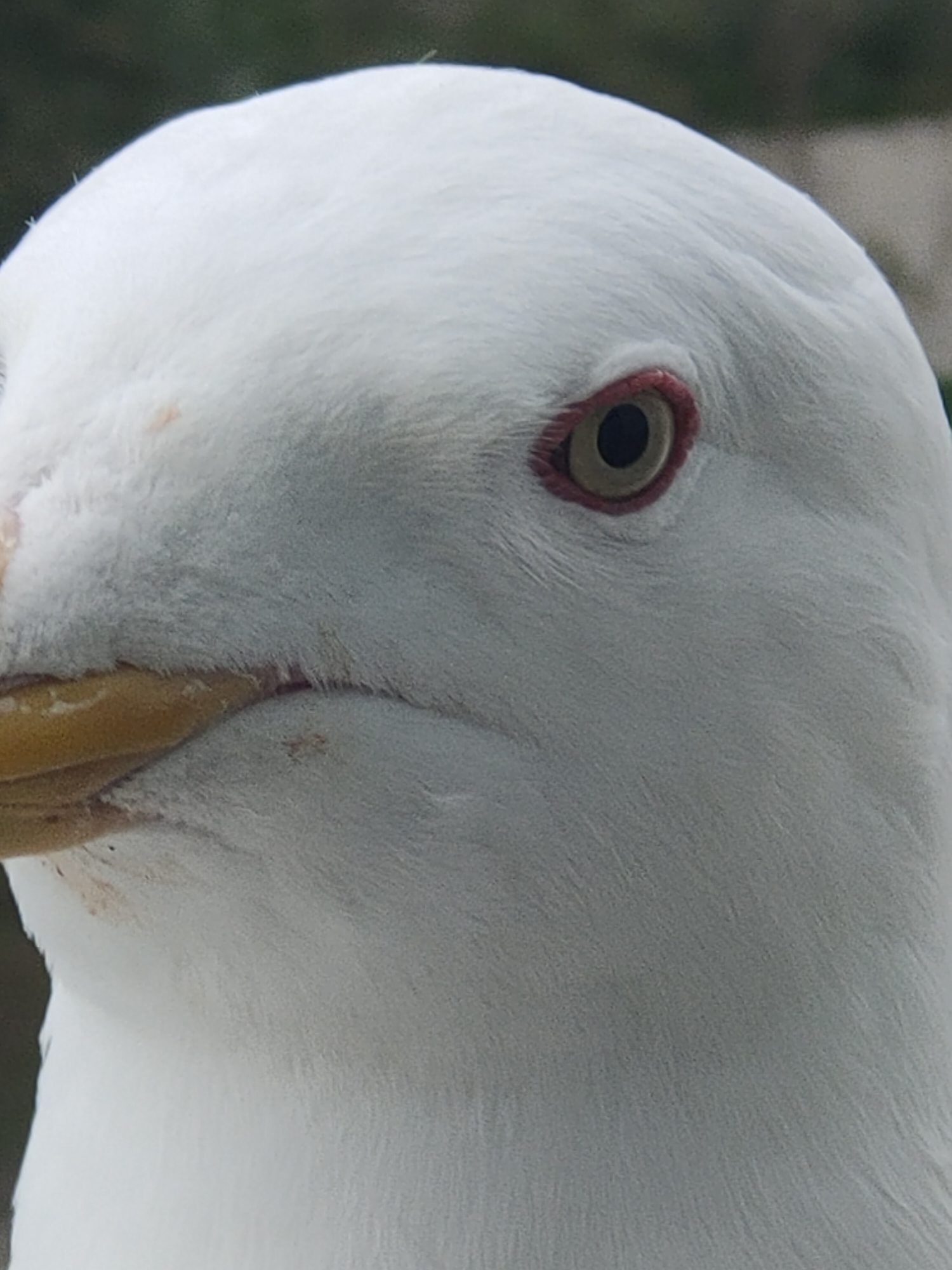 This is a close-up, eye-level, vertical, outdoor, medium shot of a white seagull's head. The seagull is facing to the left, with its beak and eye prominently displayed. The eye is dark with a yellow ring and a red eye ring. The beak is yellow with a slight curve at the tip. The seagull's feathers are white and appear soft. The background is out of focus, appearing as a dark, greenish-gray blur, suggesting foliage or a natural environment. There are no people or any signs of human activity in the image. The image does not contain any information that would allow for the determination of its location in the city of Magadan, Russia.