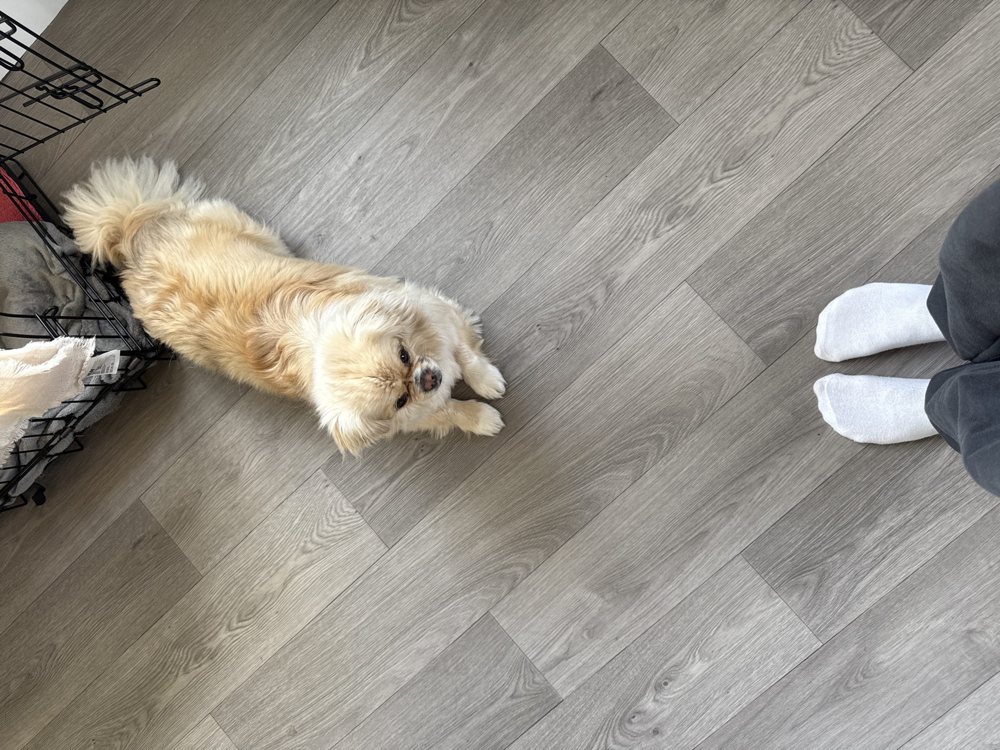 A fluffy, light-brown dog is lying on a gray laminate floor. The dog is facing the camera with its head slightly tilted, and its front paws are extended. Behind the dog, a black metal crate is visible, with some light-colored fabric inside. In the foreground, a person's feet wearing white socks and dark pants are positioned. The scene is indoors, on a wooden floor with diagonal planking. No specific location in Harstad, Norway, can be identified from the image.