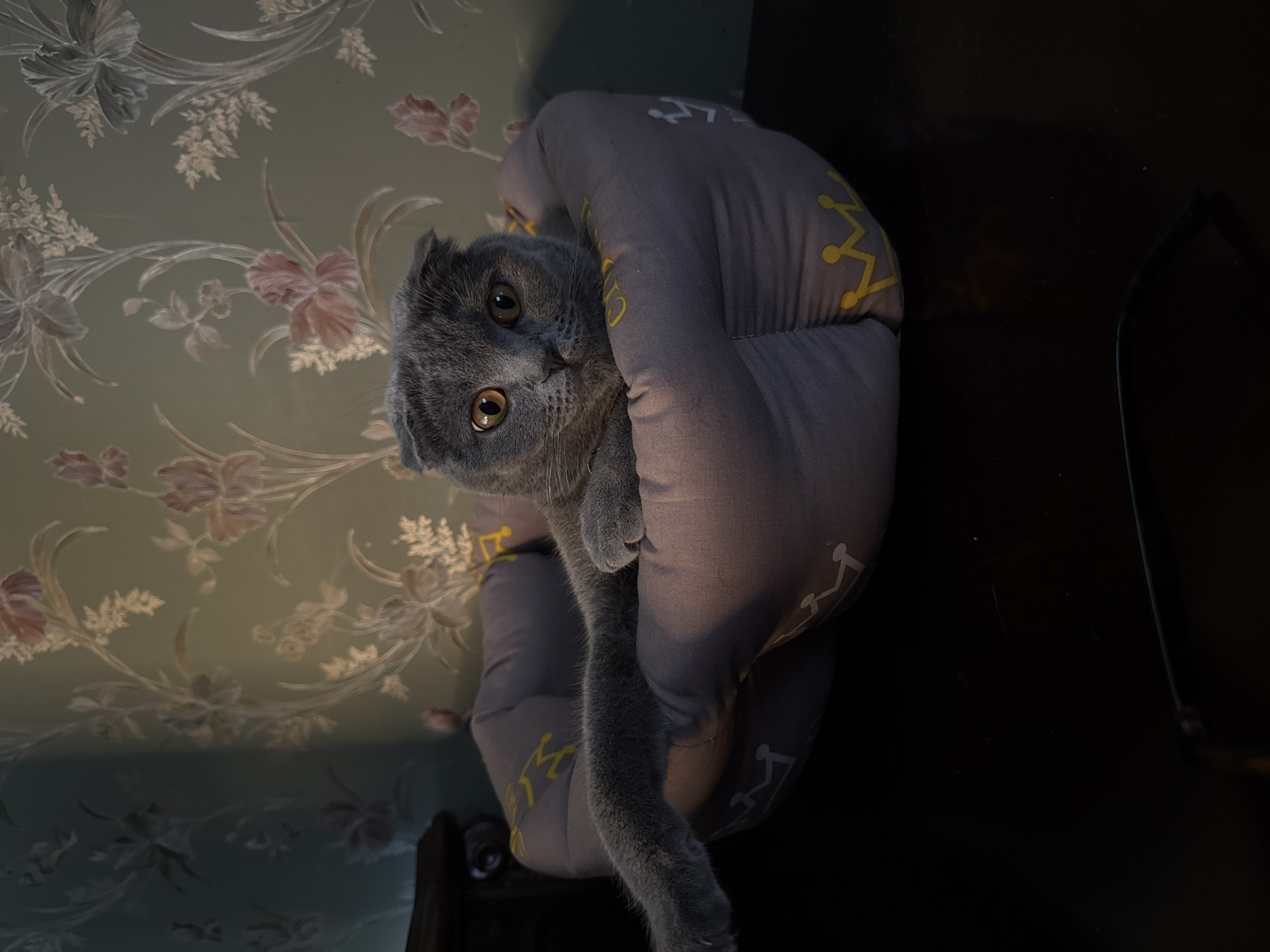 A Scottish Fold cat with grey fur and orange eyes is lying in a circular, plush grey pet bed. The bed has a pattern of yellow crowns printed on it. The cat is positioned in the center of the bed, with its left front leg extended outwards. The background consists of floral wallpaper in shades of green, pink, and white, with a dark wooden piece of furniture visible on the left. The scene is lit by a warm light source, creating shadows and highlighting the cat. The image was taken indoors, in what appears to be a domestic setting. There is no information available about the location in the city of Mykolaiv, Ukraine.