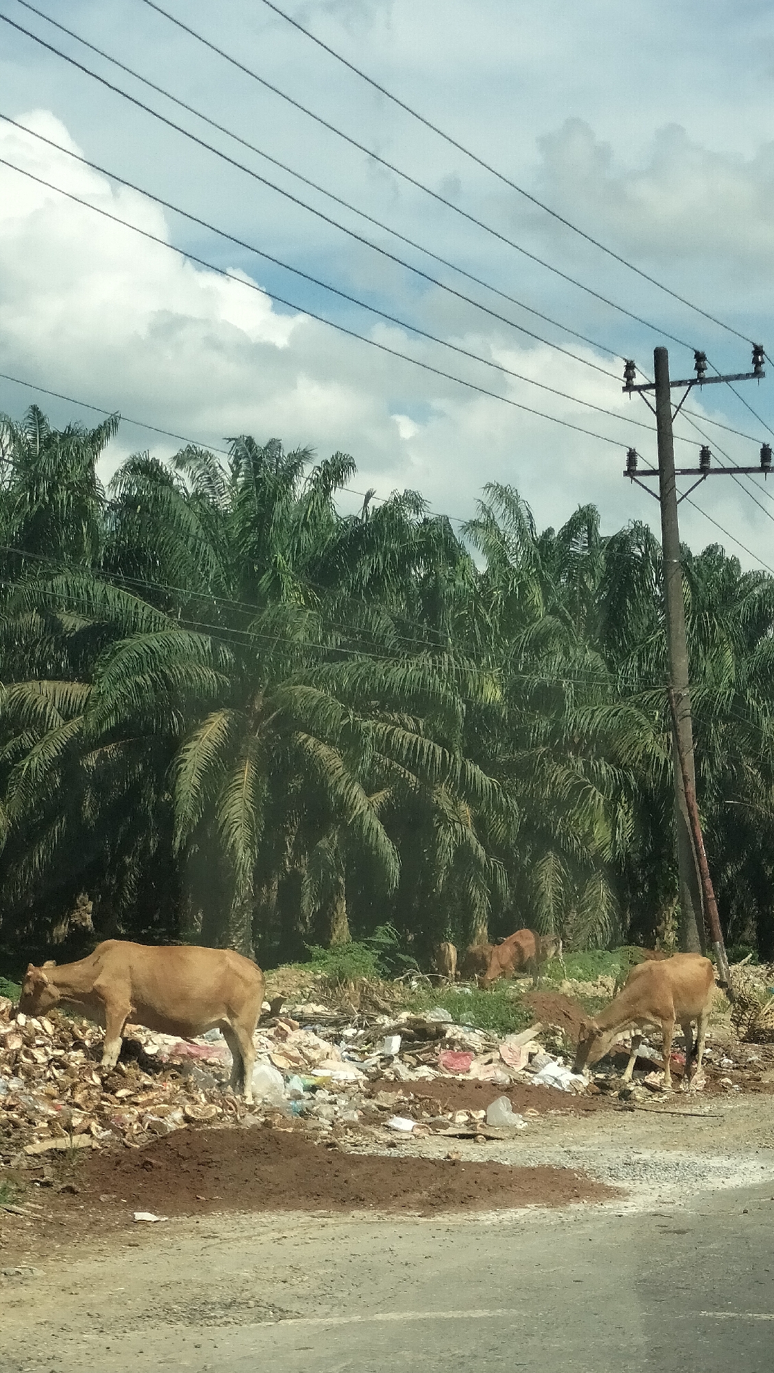 The image depicts a roadside scene in Seumadam, Indonesia, characterized by a prominent display of refuse and several cows. A dense line of palm trees forms a backdrop to the scene, suggesting a tropical or subtropical environment. Overhead, power lines crisscross the sky, supported by a utility pole on the right side of the frame.
In the foreground, a dirt and gravel road runs horizontally across the bottom of the image. Adjacent to the road is a large accumulation of garbage, consisting of various plastic bags, wrappers, and other debris. Two light brown cows are visible foraging in the trash. One cow, on the left, is positioned in profile, facing left, and appears to be investigating the debris. Another cow, to the right, is also facing left and is actively eating from the trash pile. In the background, further into the trees, several more cows are partially visible, also appearing to be in the vicinity of the garbage. The ground around the trash pile is uneven, with patches of exposed soil and vegetation. The sky is partly cloudy, with streaks of white clouds against a pale blue background. The overall impression is one of environmental neglect, with livestock interacting directly with discarded waste.