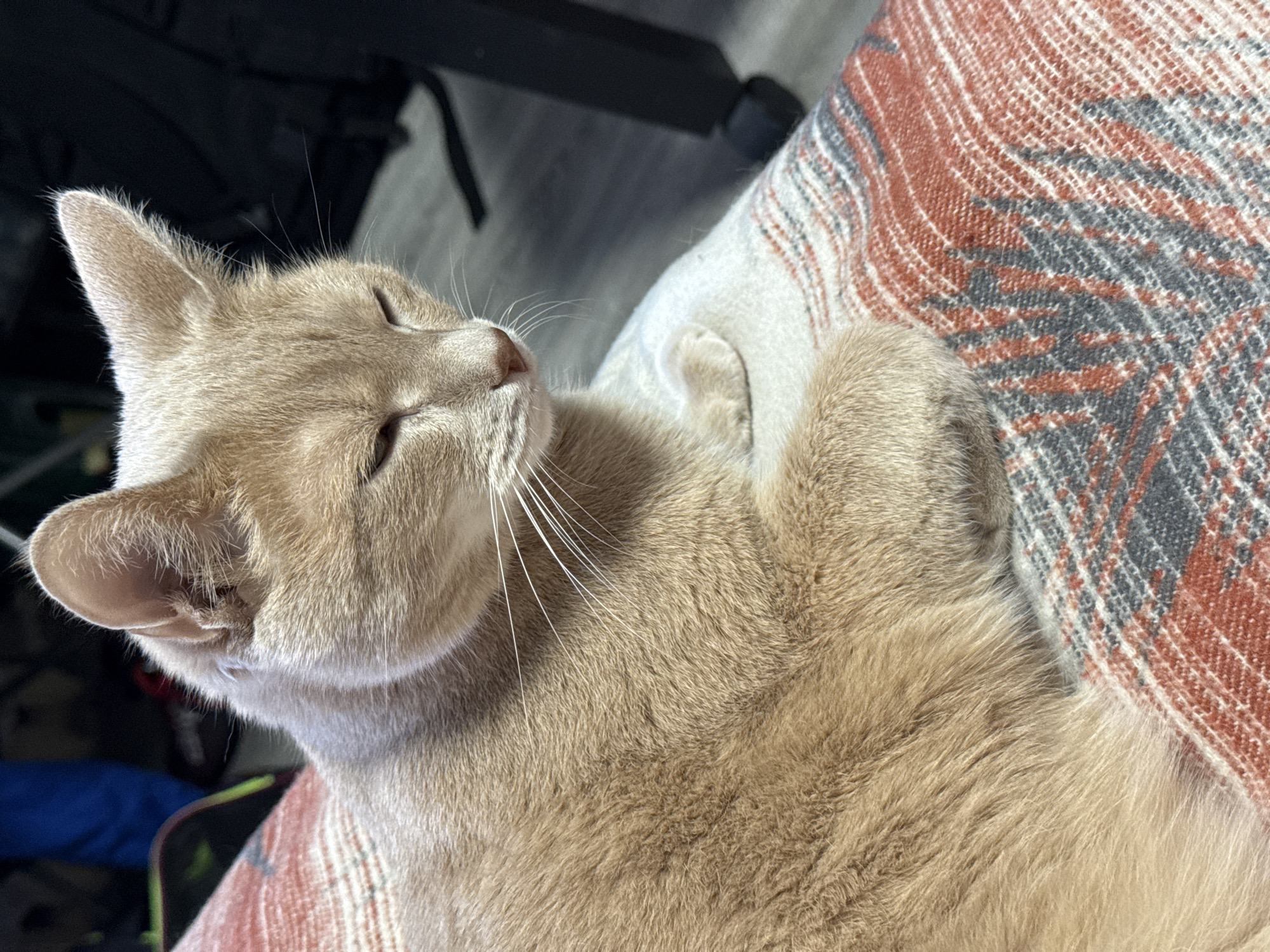 A domestic cat with beige fur is lying on a patterned blanket with red, gray, and white stripes. The cat is resting with its eyes closed, and its front paws are curled up near its chest. The background is out of focus, showing a black object (possibly a bag or chair) and a gray surface. The location is not specified.