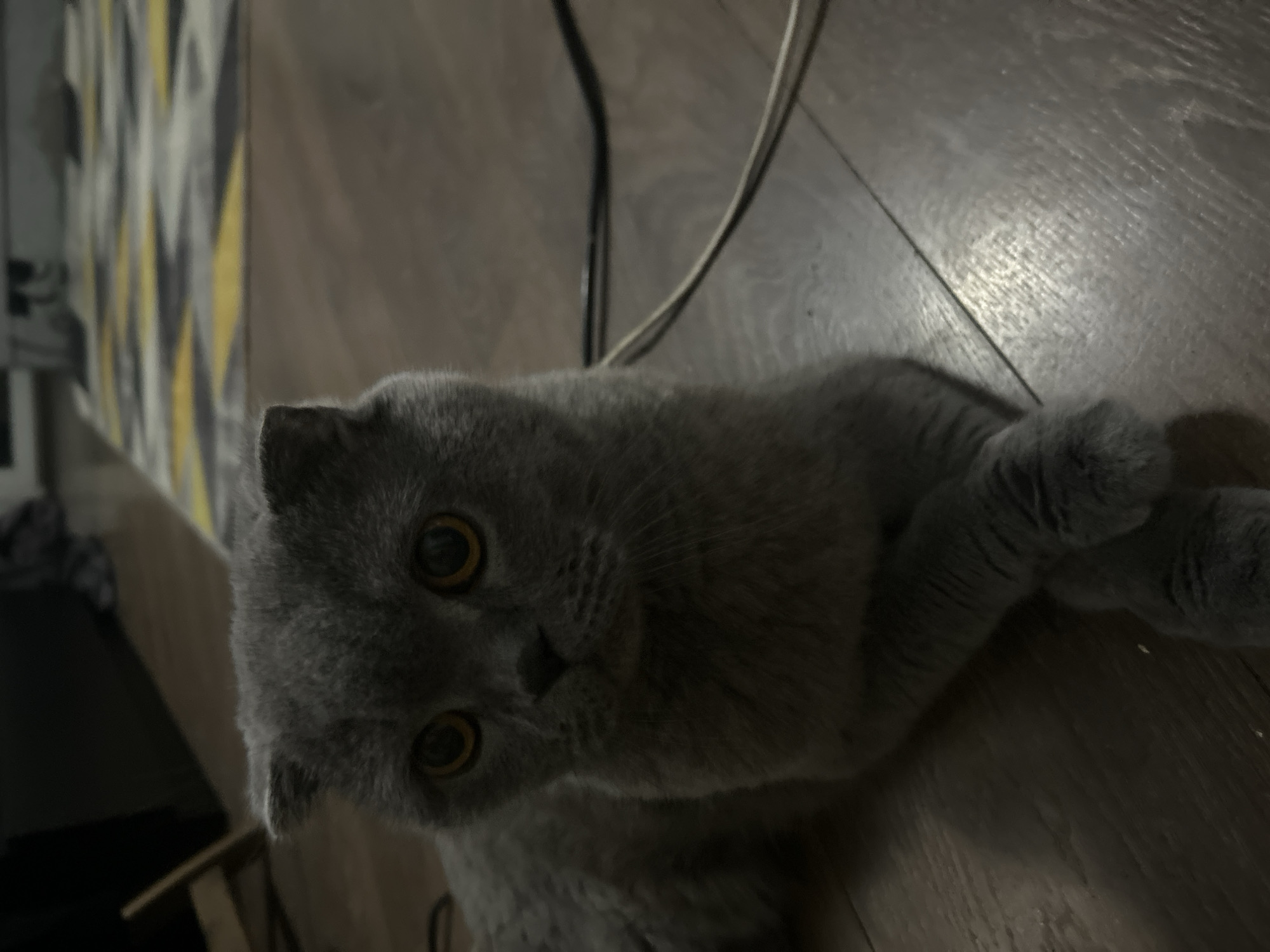 A grey Scottish Fold cat with large, round, orange eyes is lying on a wooden floor in a dimly lit room. The cat is positioned in the center of the frame, facing slightly to the left. Its front paws are crossed. Behind the cat, a blurred rug with a geometric pattern of yellow and gray is visible, along with some dark furniture and what appears to be electrical cords on the floor. The lighting is low, creating shadows and highlighting the cat's features. The environment suggests an indoor domestic setting. There are no people visible in the image.