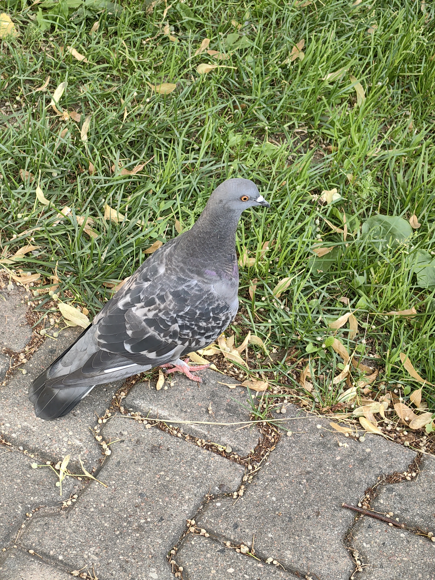 A pigeon stands on a paved pathway next to a patch of green grass. The pigeon is gray with iridescent purple and green markings on its neck and black wing bars. Its eyes are orange. The paved pathway is made of interlocking rectangular concrete blocks, with dried leaves and seeds scattered on its surface. The grass is green and lush, with some scattered dry leaves. The background is a blurred expanse of grass. The scene appears to be in an urban park or along a city sidewalk in Minsk, Belarus, suggested by the presence of paved walkways and grassy areas common in the city's public spaces. No people are visible in the image.