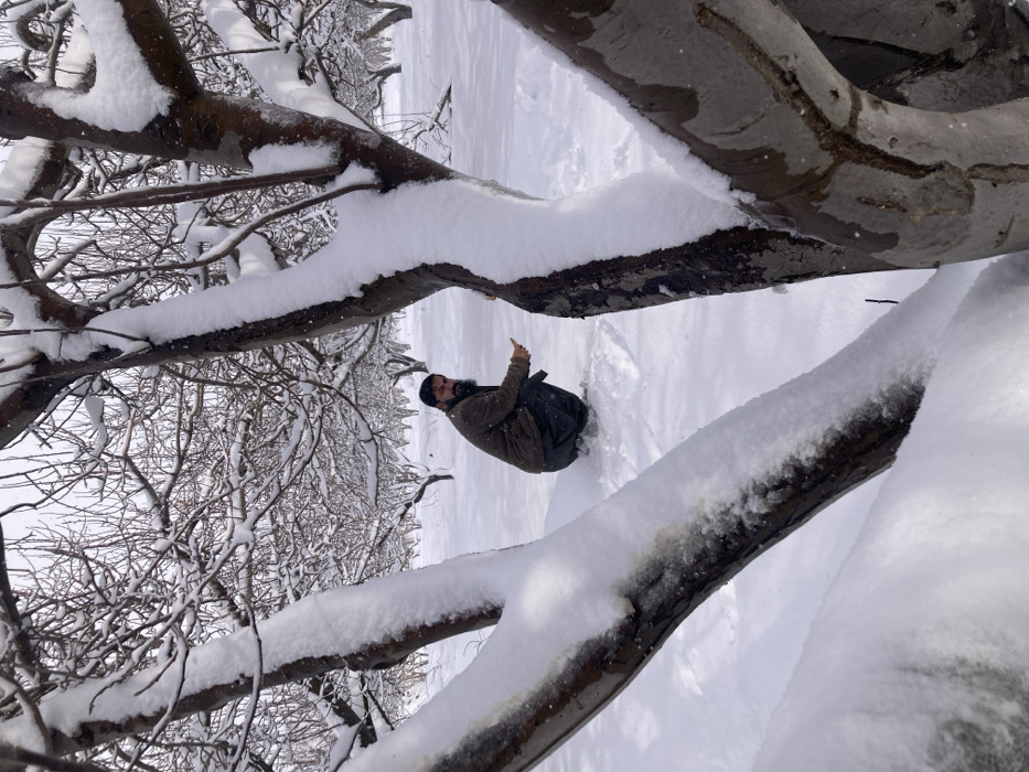 The scene is an outdoor snow-covered orchard in Kanozai, Pakistan, characterized by numerous bare deciduous trees. The ground is entirely covered in deep white snow. A single adult male, with a dark beard, is depicted in a crouched position in the middle ground, facing slightly left of the camera's perspective. He is wearing a quilted dark brown or olive jacket and dark trousers. His left hand is extended forward and downward, appearing to hold a small, dark object near the surface of the snow. His gaze is directed towards the camera. The trees throughout the orchard are devoid of leaves, with their branches and trunks heavily coated in white snow. Two large, snow-covered tree trunks partially frame the foreground on the left and right sides of the image. The sky is overcast, providing diffused, natural light.