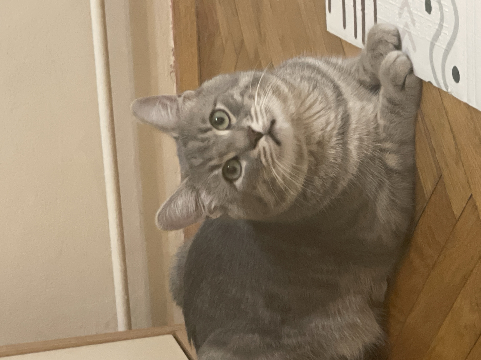 A gray tabby cat is pictured indoors. The cat is looking directly at the camera with its head tilted to the left. Its paws are resting on the edge of a white object with black markings. The floor is wood. A white support or wall is visible on the left side of the image. It is impossible to determine the location within Novi Sad, Serbia from the image alone.