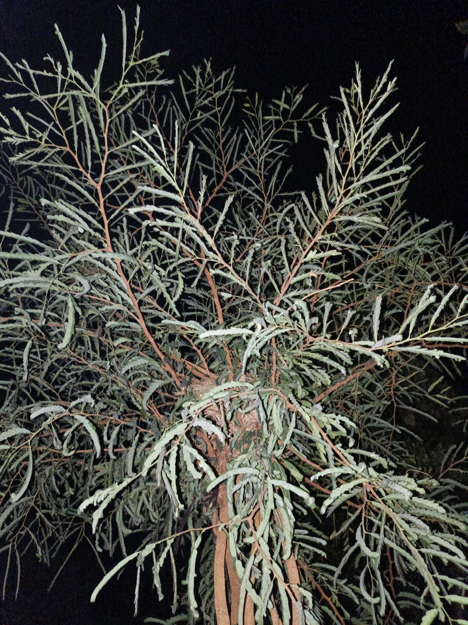 A close-up, low-angle shot captures the intricate details of a tree's branches and leaves against a dark, blurred background. The tree, likely located in Cikal, Indonesia, exhibits a complex network of reddish-brown branches, some appearing thicker and closer to the foreground while others recede into the darkness. Delicate, elongated leaves, tinged with a light green and white, are densely clustered along these branches, creating a feathery appearance. The lighting suggests the photograph was taken at night, with the leaves illuminated from an unseen source, casting faint shadows and highlighting their textured surfaces. The overall impression is one of natural complexity and nocturnal beauty. There are no people or animals visible in the frame.