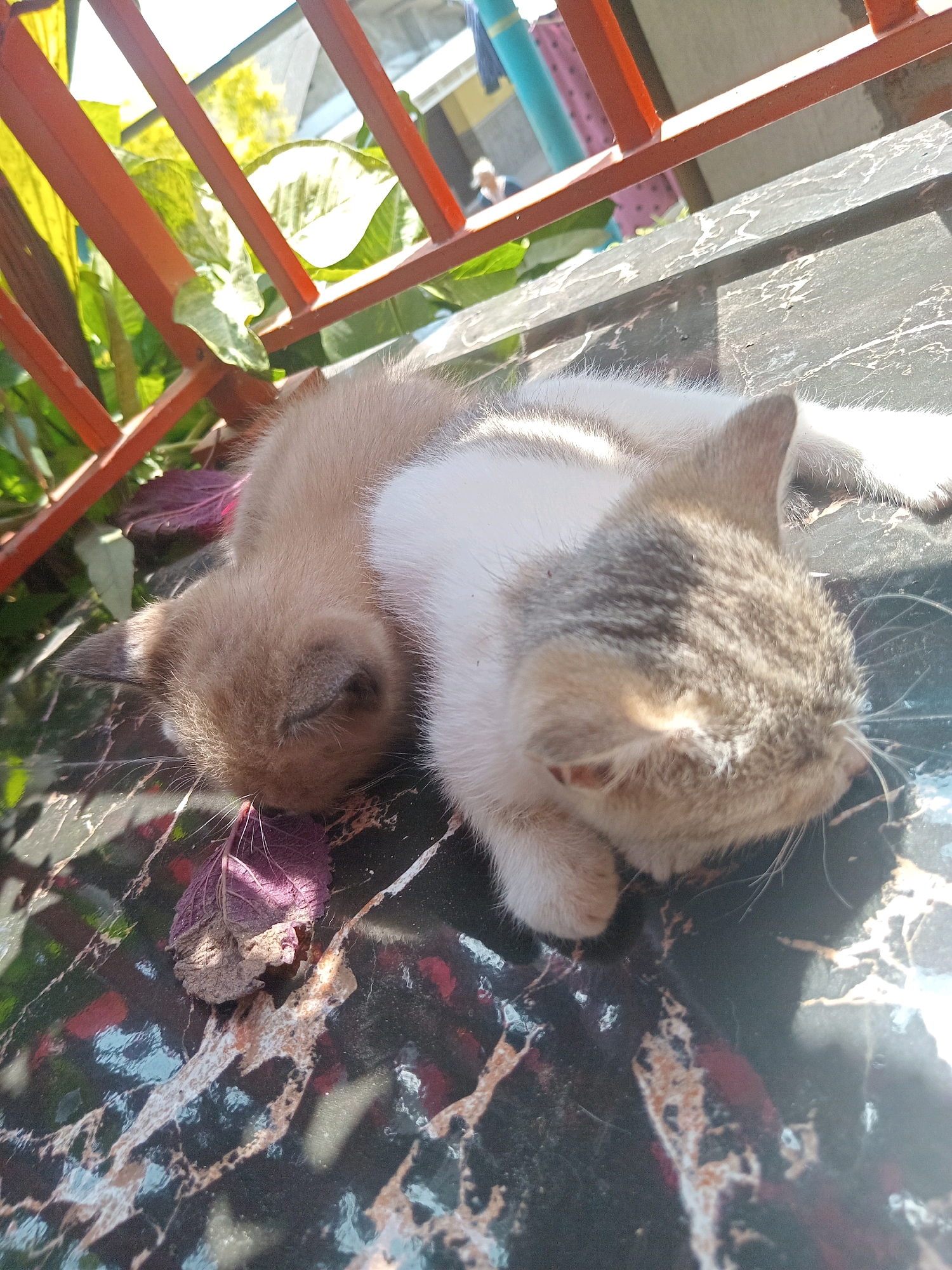 Two kittens are sleeping on a patterned surface. The kitten on the left is light brown and the kitten on the right is white with grey patches. They are lying next to each other, their bodies touching. In the background, there is greenery and a red metal railing. The scene appears to be outdoors, possibly on a patio or balcony. The overall impression is one of peaceful slumber in a sunny environment.