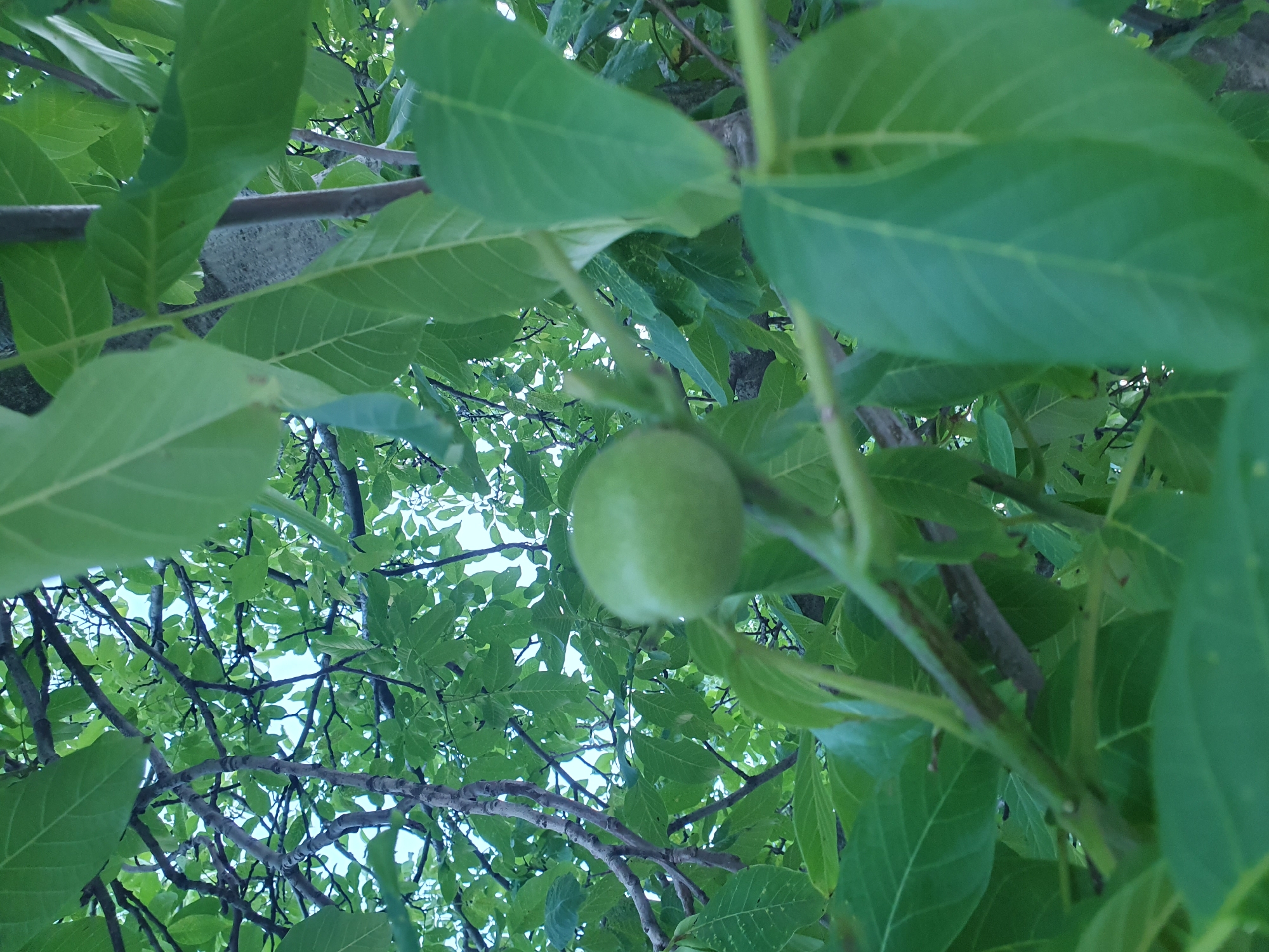 The image shows a close-up view of a green, unripe walnut on a tree branch, surrounded by numerous green leaves. The walnut is slightly out of focus and is positioned in the lower center of the frame. The leaves are dense and form a canopy, with some branches and a bit of sky visible through the foliage. The lighting suggests it is daytime. The location is described as Unknown, Unknown.