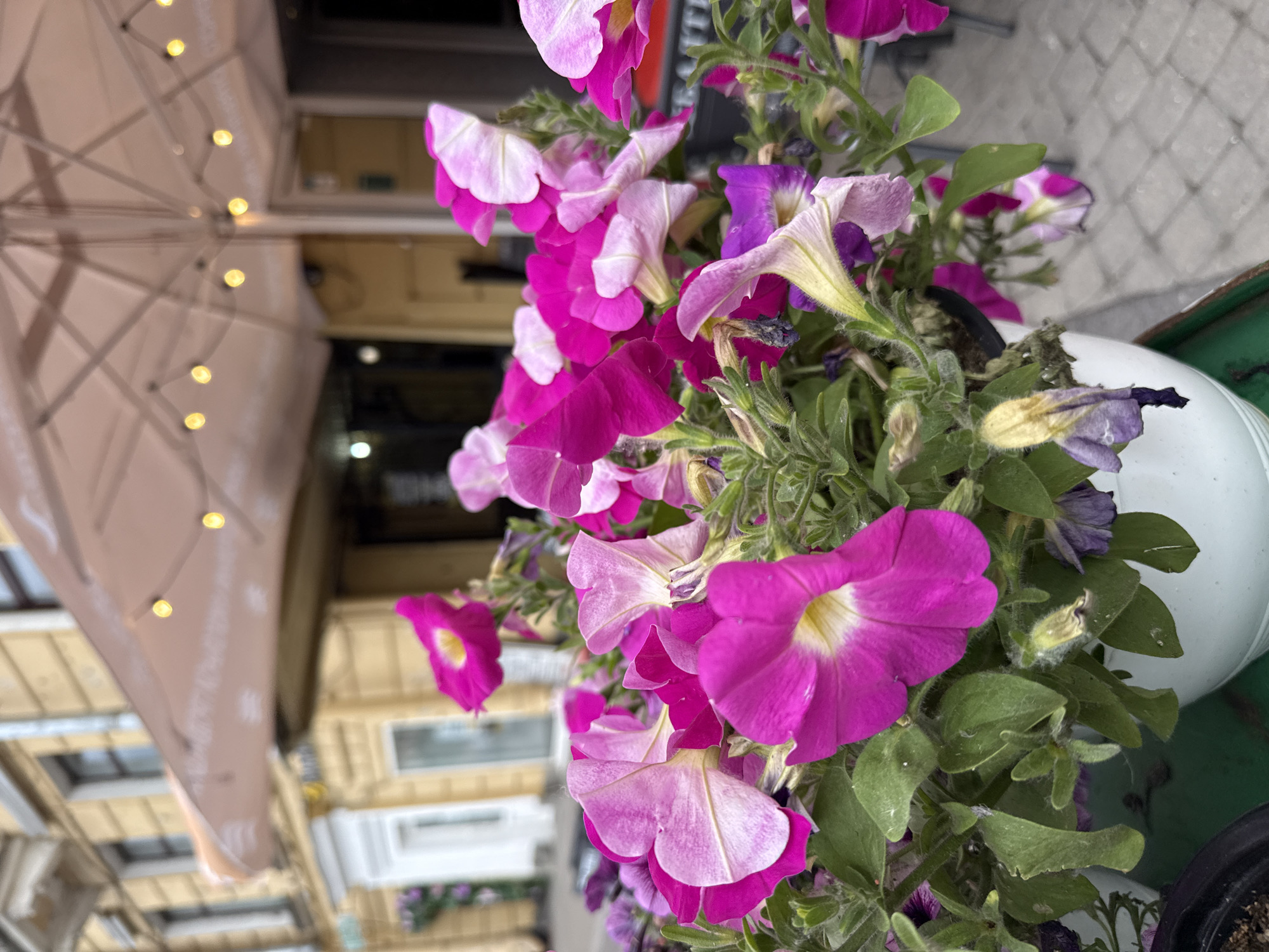 In the foreground of the image, a planter filled with numerous vibrant pink and magenta petunias is prominently displayed. The flowers vary in color from deep fuchsia to lighter shades of pink and lavender, some with white centers. The planter is white and sits on a green surface. In the background, a building with a yellow facade and white architectural details is visible. Above the building, a large cream-colored umbrella is unfurled, adorned with string lights that are illuminated, suggesting it might be an outdoor seating area for a cafe or restaurant. The scene appears to be on a city street, with a cobblestone pavement visible in the lower right portion of the image. The overall impression is that of a charming urban setting, likely a street cafe in Saint Petersburg, Russia, during daytime.