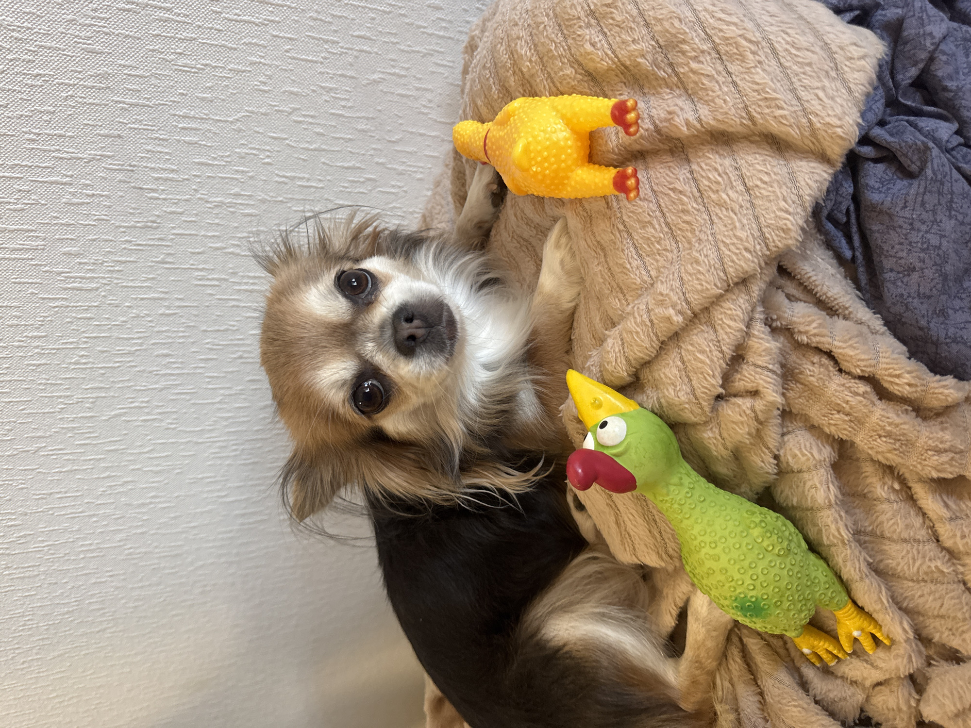 A long-haired Chihuahua, with a tri-color coat of black, tan, and white fur, rests on a light brown, plush blanket featuring a wavy, textured pattern. The dog's head is upright, gazing directly at the viewer with an alert expression, and its forepaws extend forward on the blanket. To the dog's left, a green rubber chicken toy with a red comb and yellow beak lies on its side, facing towards the dog. To the dog's right, a yellow rubber chicken toy stands upright with its rear facing the camera, displaying its bumpy textured body and red feet. A darker, possibly blue-grey patterned fabric is visible beneath the main blanket on the lower right. The background consists of an off-white wall with a prominent vertical textured pattern, indicating an indoor domestic setting. Based on the visual information available, the precise location in the city of Saint Petersburg, Russia, cannot be determined.