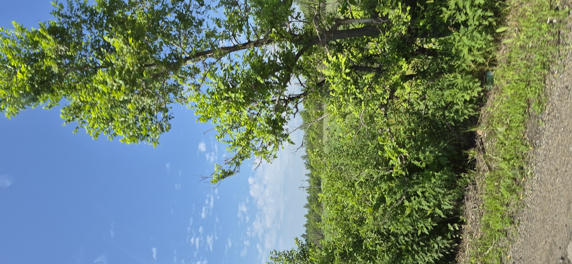 The image captures a bright, sunny day in Ussurijsk, Russia, with a clear blue sky dotted with wispy white clouds. In the foreground, lush green vegetation dominates, including dense bushes and tall grass. A mature tree with vibrant green leaves stands prominently on the right side of the frame, its branches reaching towards the sky. In the background, a line of trees stretches across the horizon, with a utility pole visible amidst the greenery. The ground in the immediate foreground is a mix of gravel and sparse grass. There are no people or animals visible in the image, nor are there any discernible actions or interactions. The scene depicts a natural, undeveloped landscape within or on the outskirts of Ussurijsk.