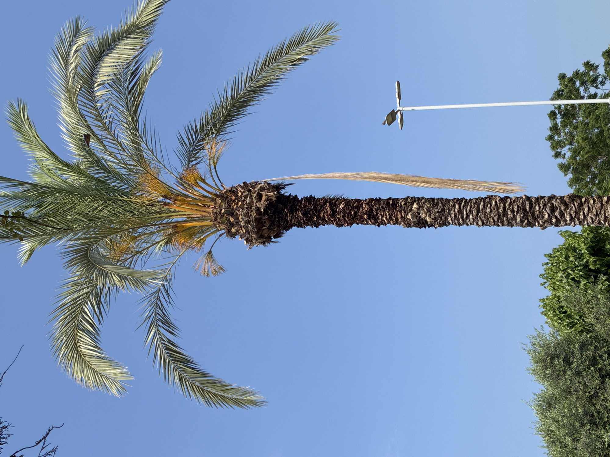 A tall, mature palm tree with a thick, textured trunk dominates the center of the frame, its fronds spread wide against a clear blue sky. A single, long, dried frond hangs down the side of the trunk. To the right of the palm tree, a modern, white street lamp stands tall, with a small bird perched on its upper fixture. In the lower left and lower right portions of the image, the tops of lush green trees and foliage are visible, suggesting an outdoor, possibly urban or park-like setting in Alanya, Turkey. The lighting indicates it is daytime.