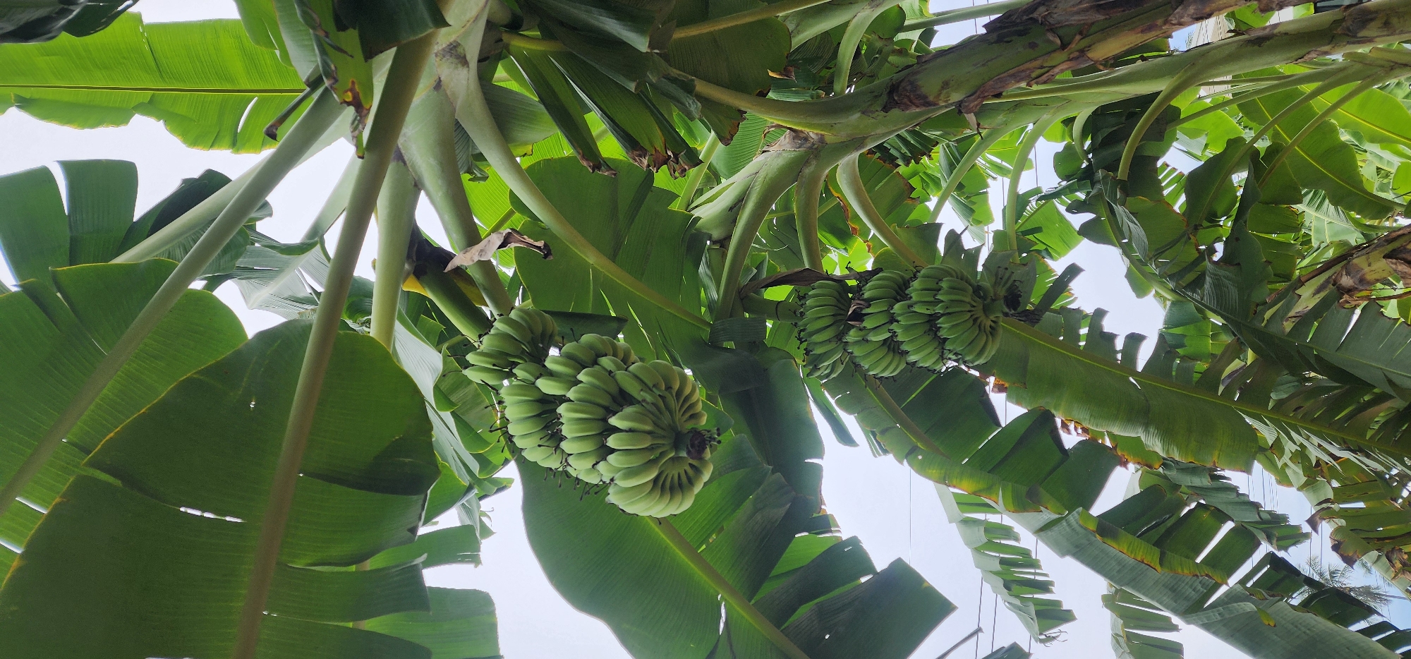 This image captures a close-up, low-angle view of banana trees in Baan Lamai, Thailand. The foreground is dominated by lush, green banana leaves, with several bunches of unripe bananas hanging from the trees. The sky is visible through the gaps in the foliage, appearing overcast or hazy. The overall impression is of a tropical, natural environment. No people are visible in the image. The scene is focused on the vegetation, highlighting the growth and produce of the banana plants.